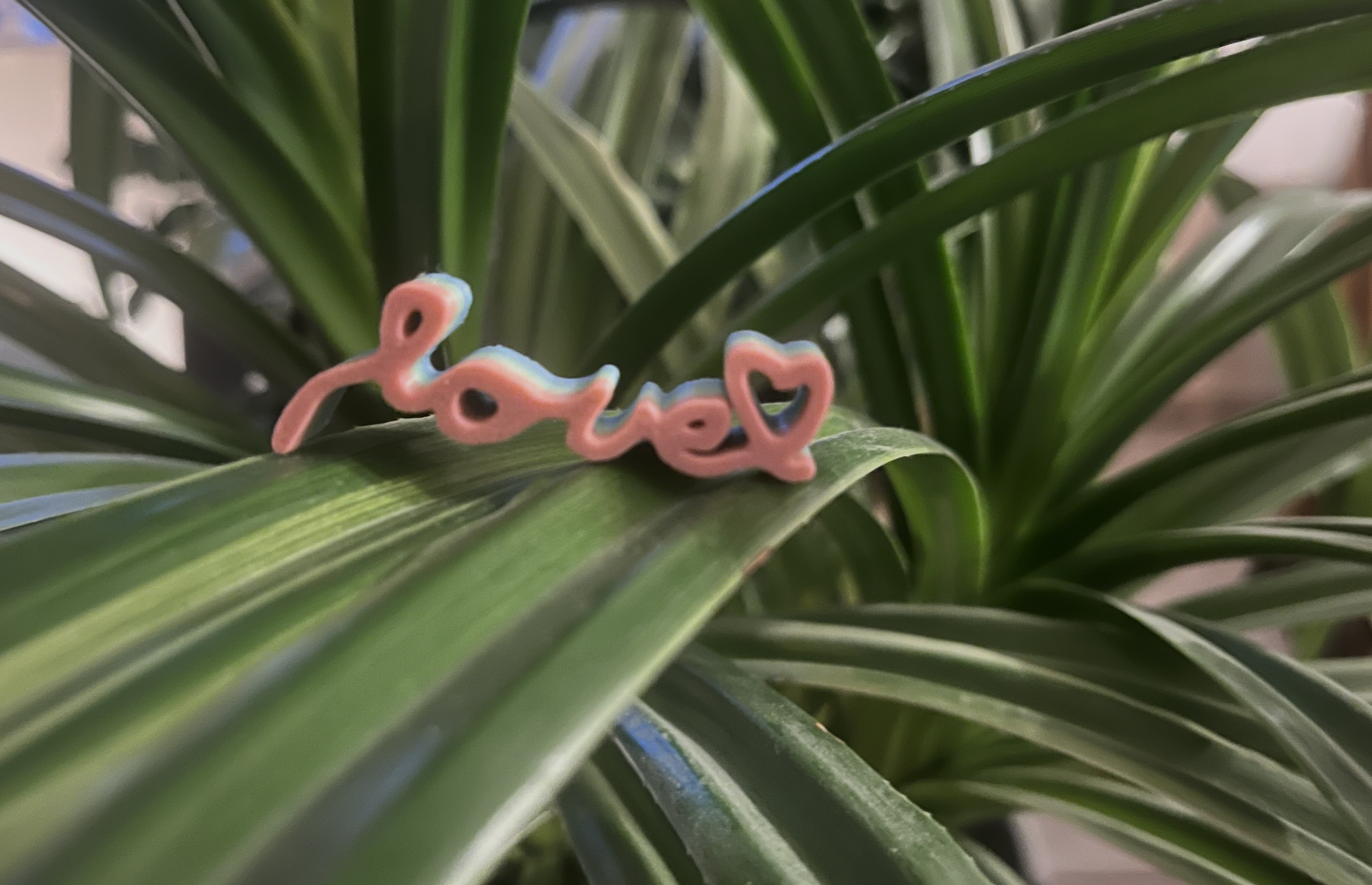 Plant Decoration for Valentines Day
