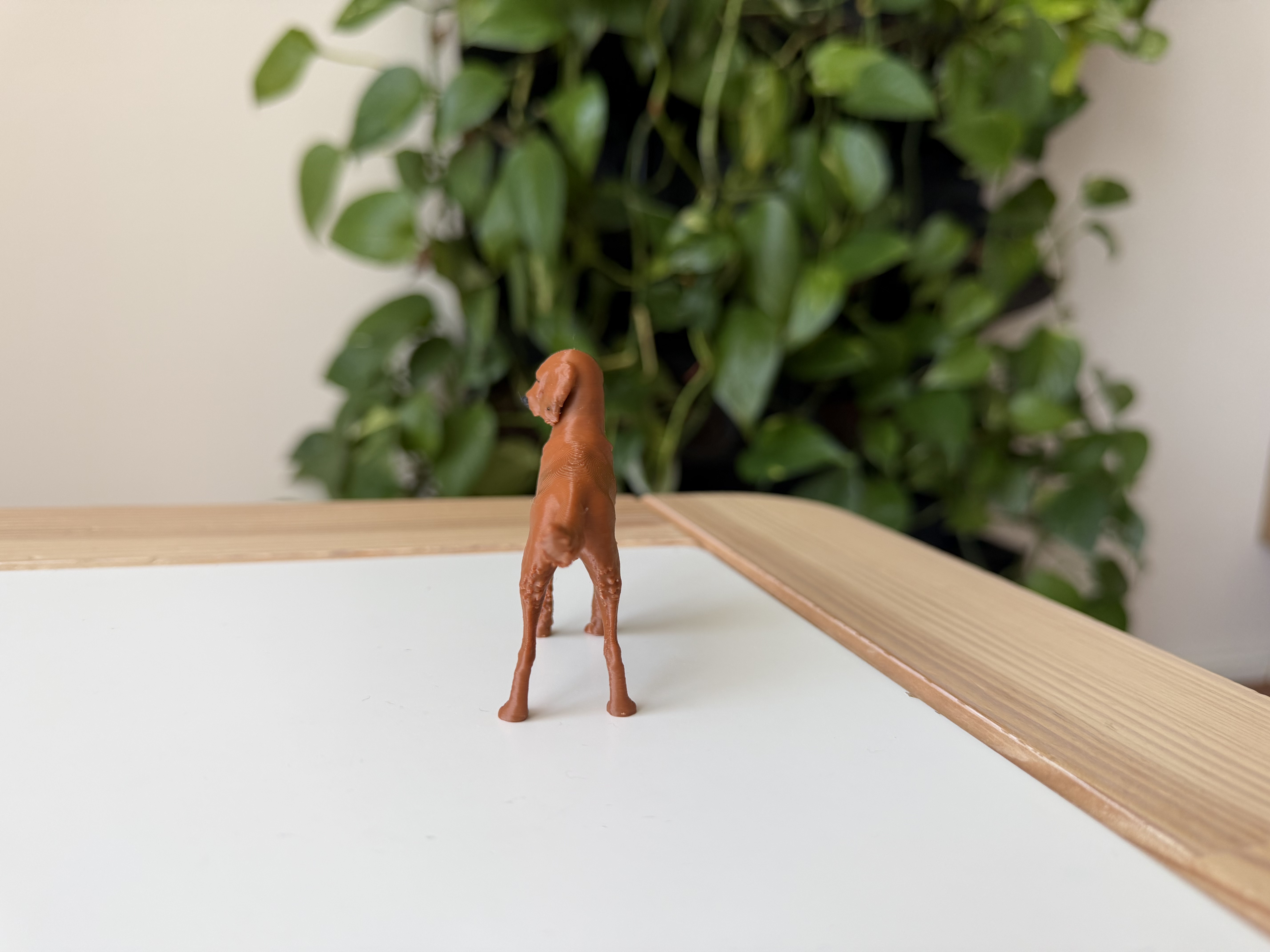 Irish Setter — miniatura 5