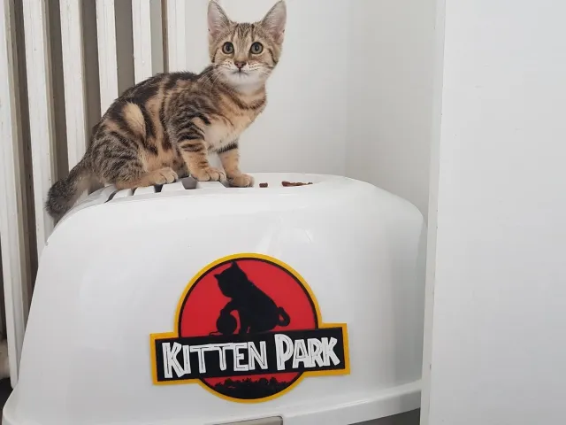 Kitten Park