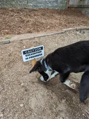 Dog Excavation in Progress Sign