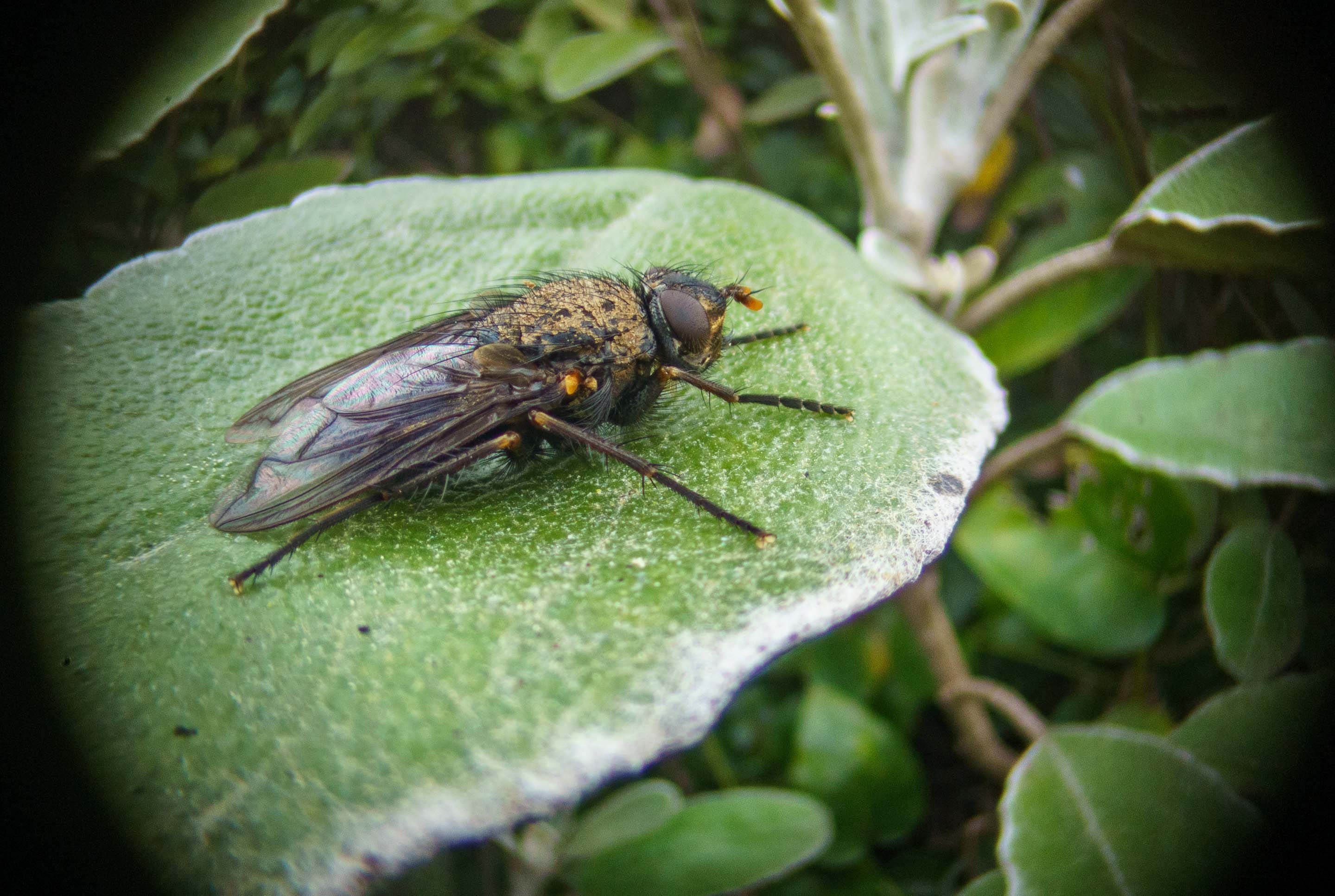 Wide-angle macro photography using a CCTV lens and 4x microscope by thenickdude | Download free ...