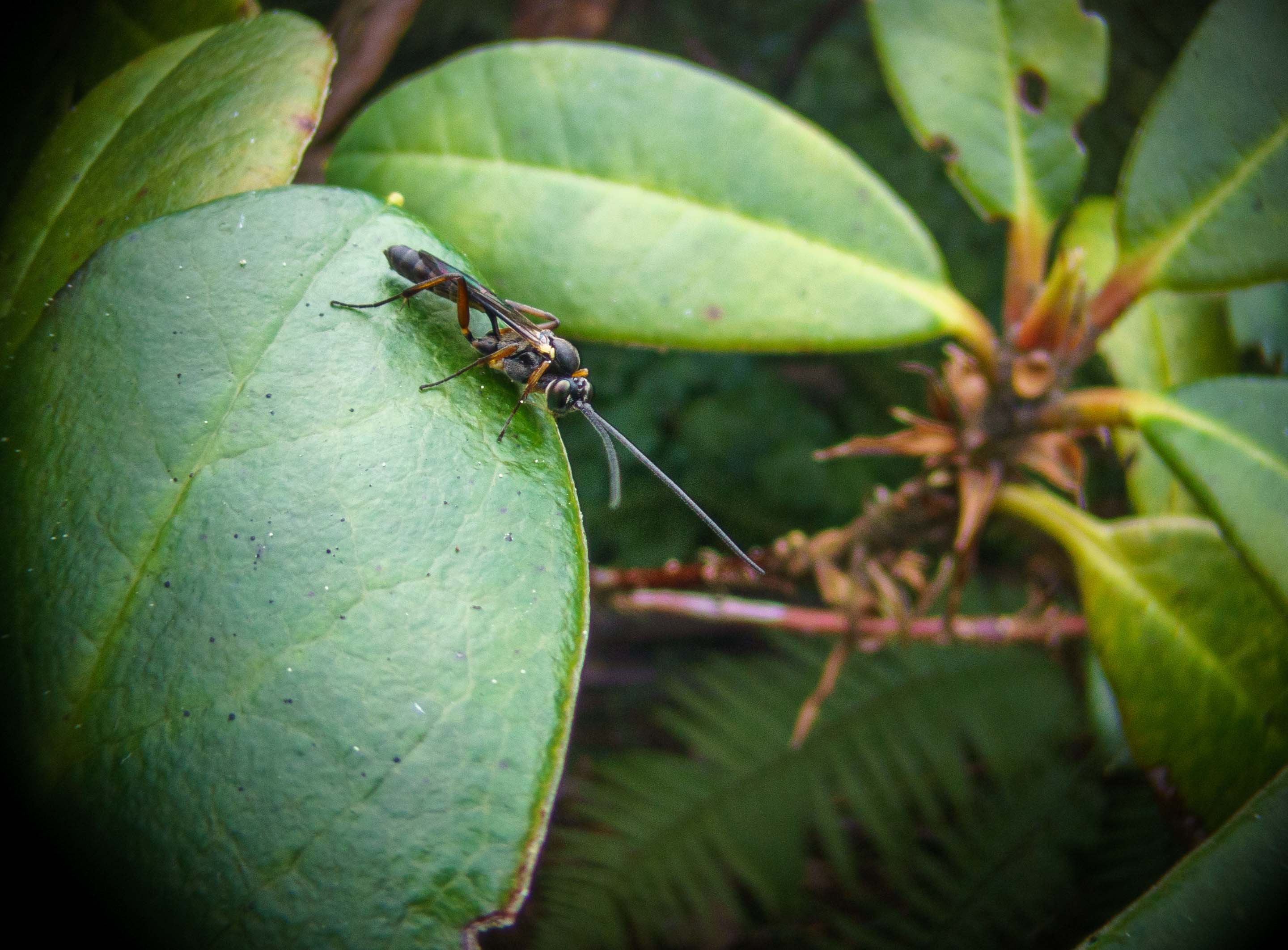 Wide-angle macro photography using a CCTV lens and 4x microscope by thenickdude | Download free ...