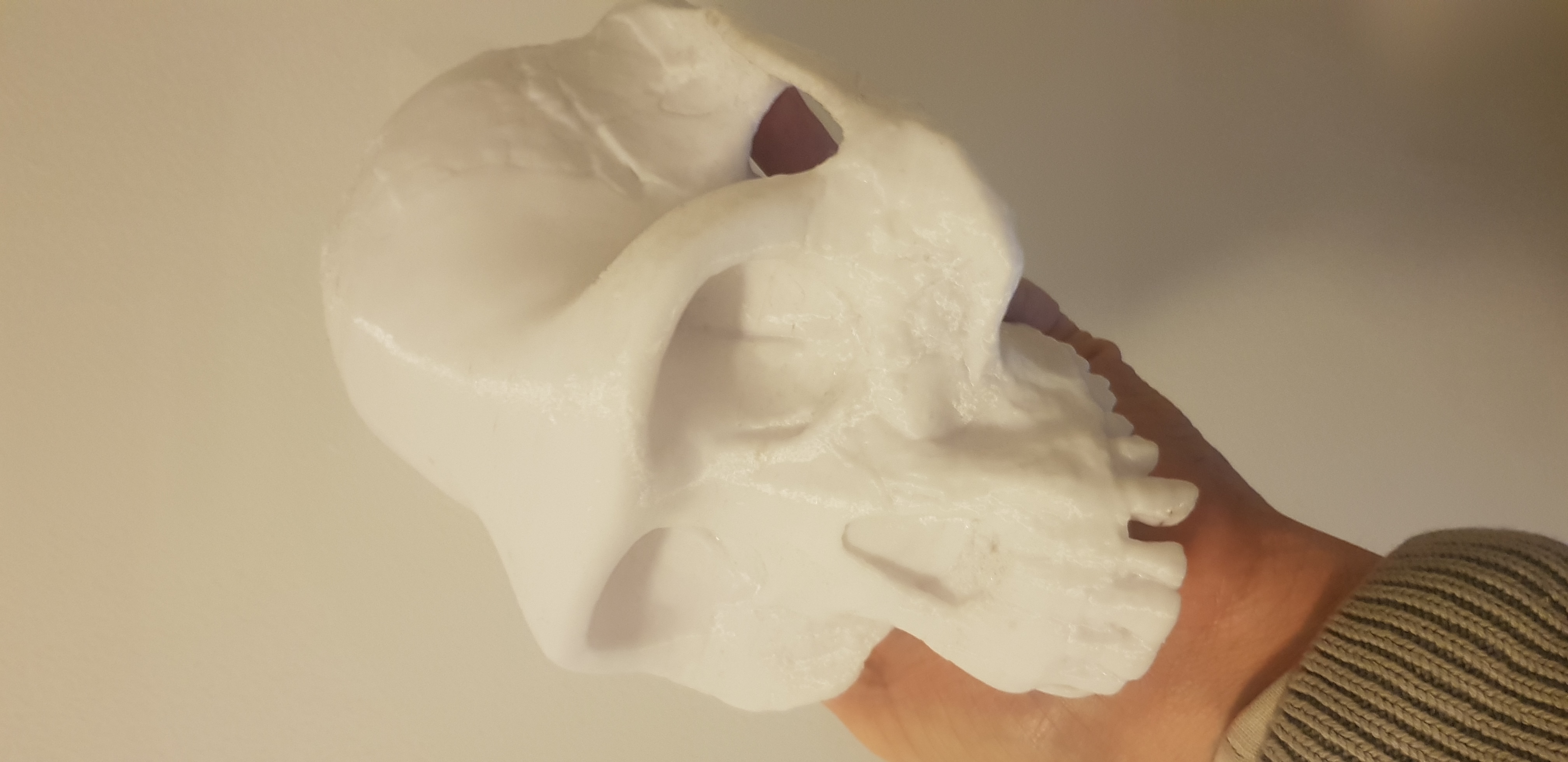 Australopithecus Skull (Much faster printing)