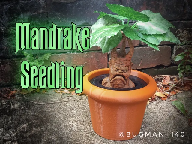 Mandrake Seedling