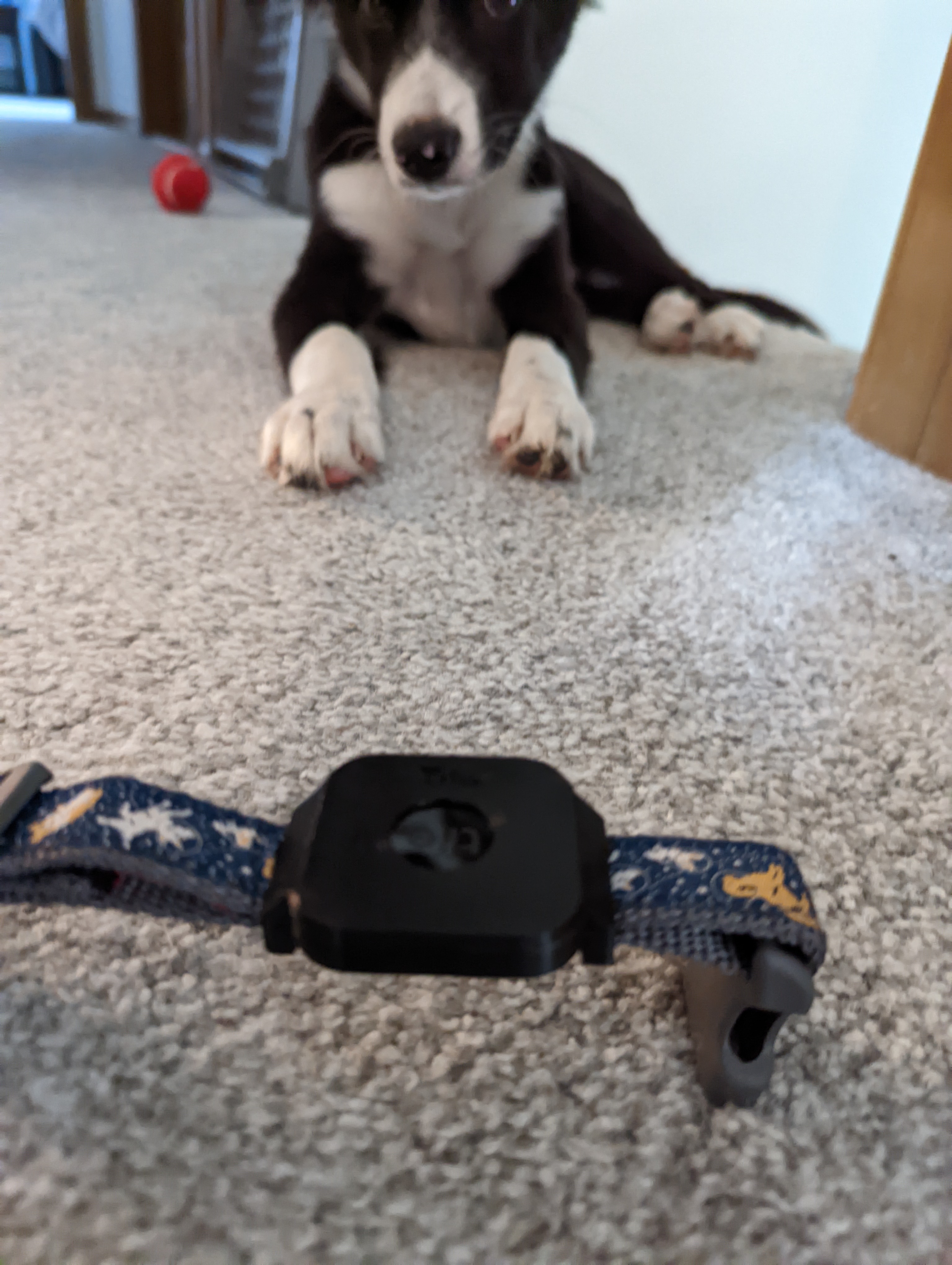 Tile Mate Dog Collar Attachment