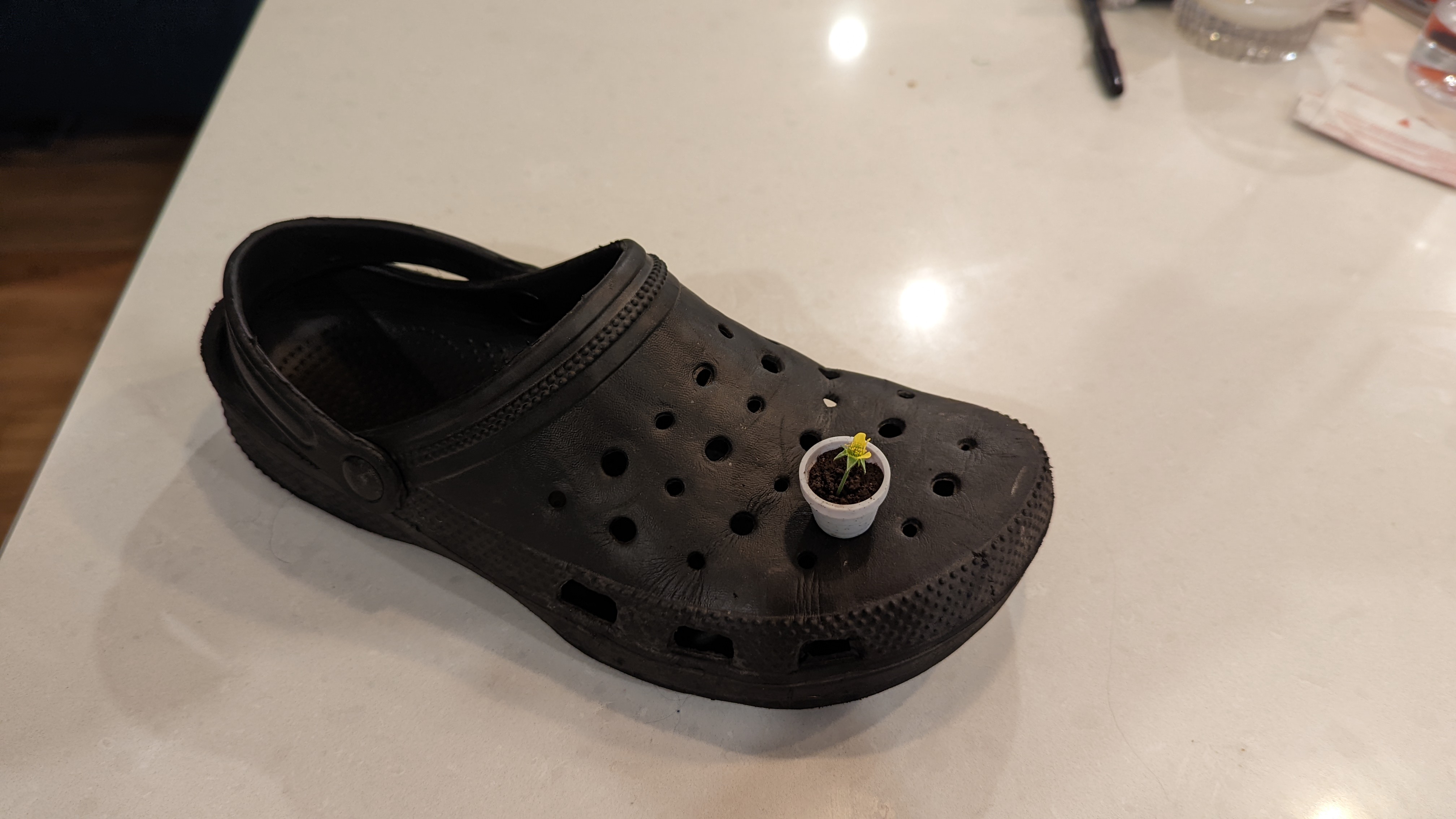 Croc Pot