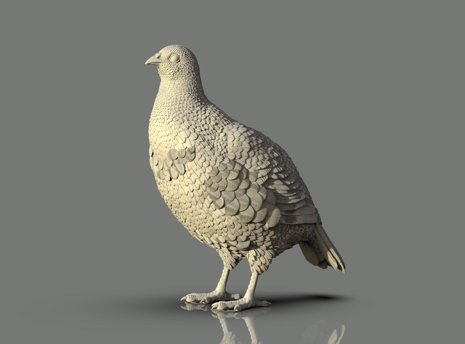 bird
