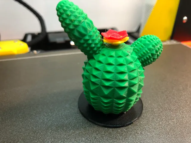 Encanto Cactus