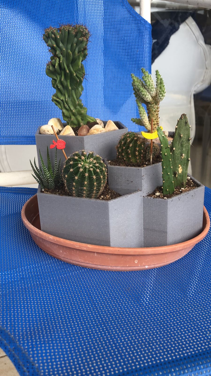 Cactus Pot