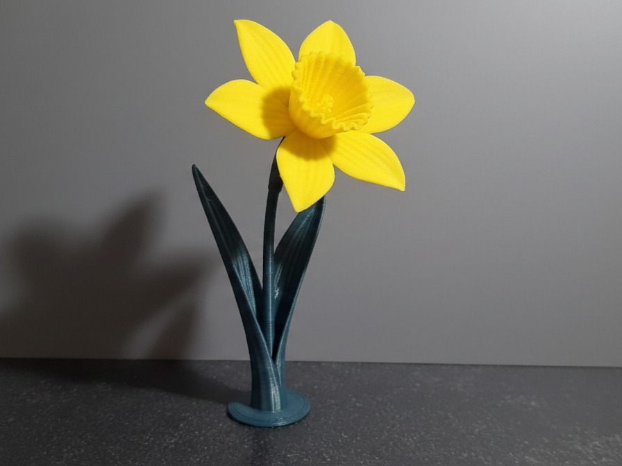 Daffodil