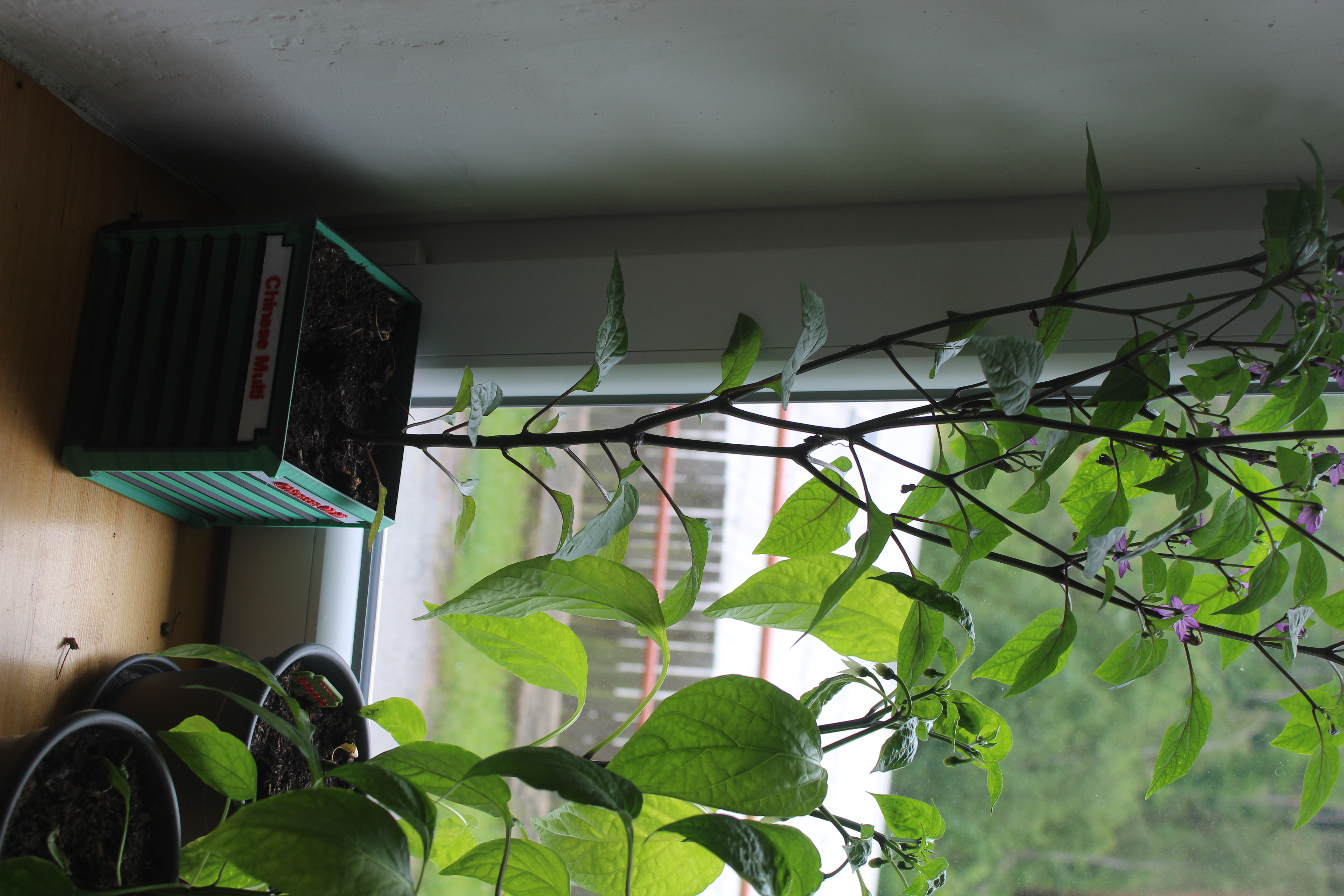 Planter for chilli — thumbnail 2
