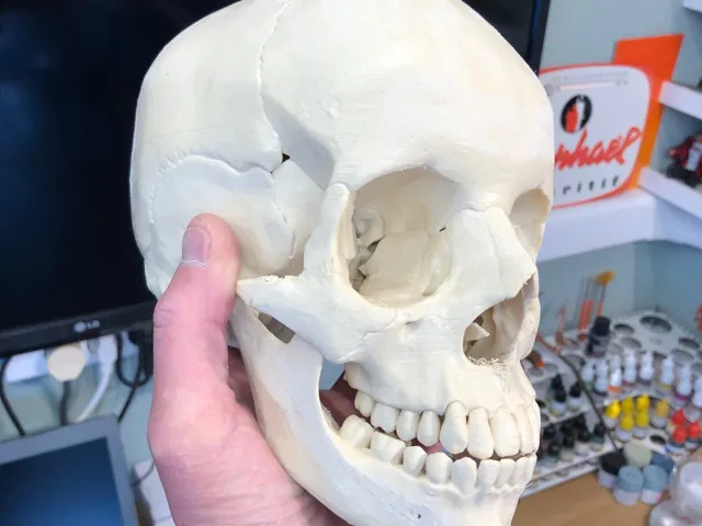 Czaszka ludzka, model anatomiczny - druk 3D