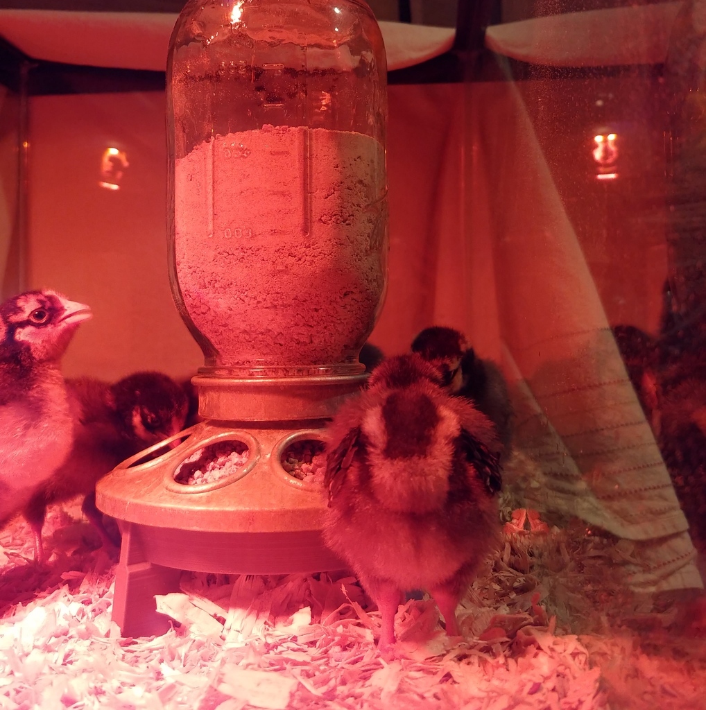 Chick Poultry feeder stand riser by Manimal | Download free STL model ...