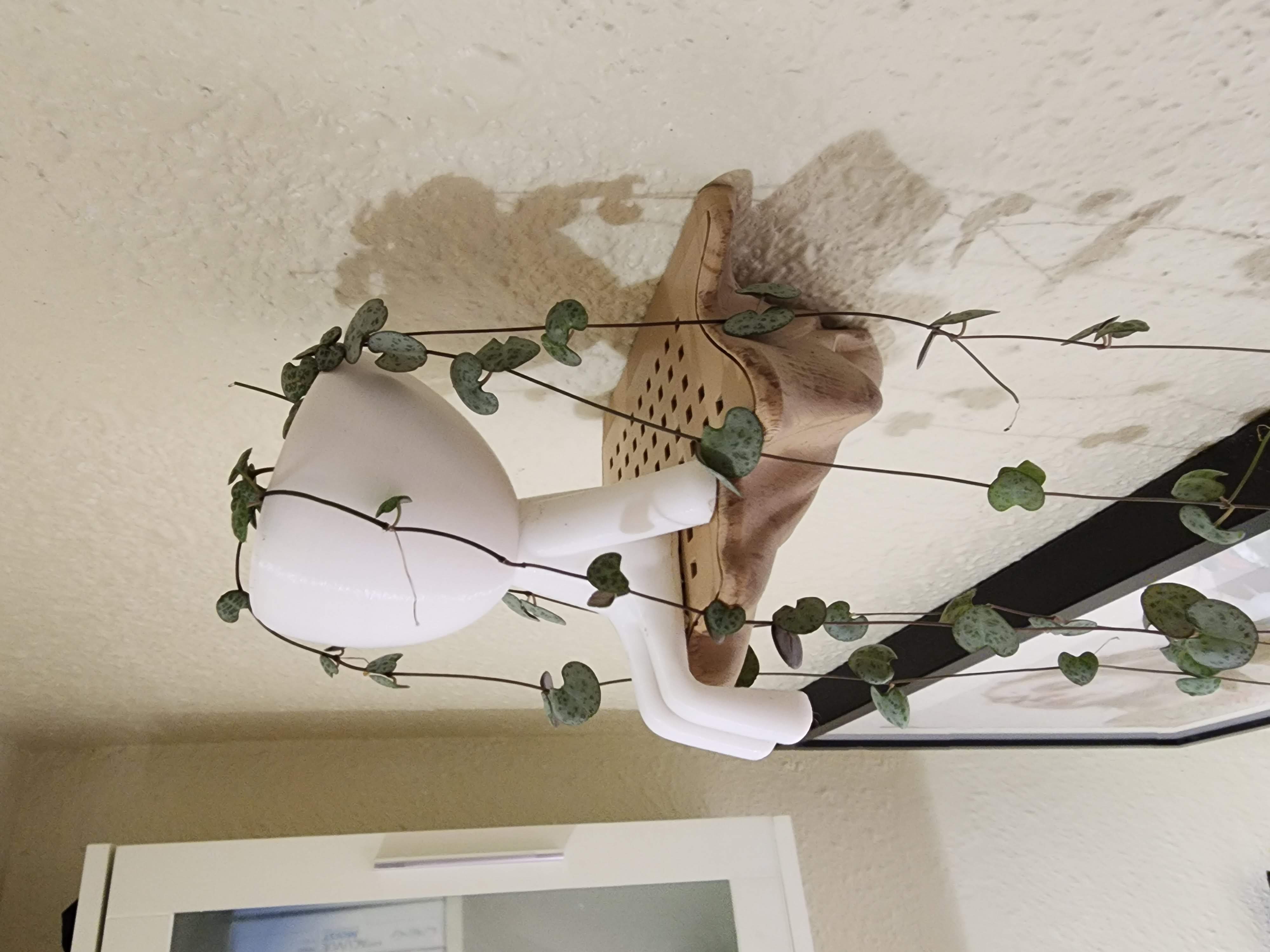 Floating Shelf Mushroom with drainage grate for plants