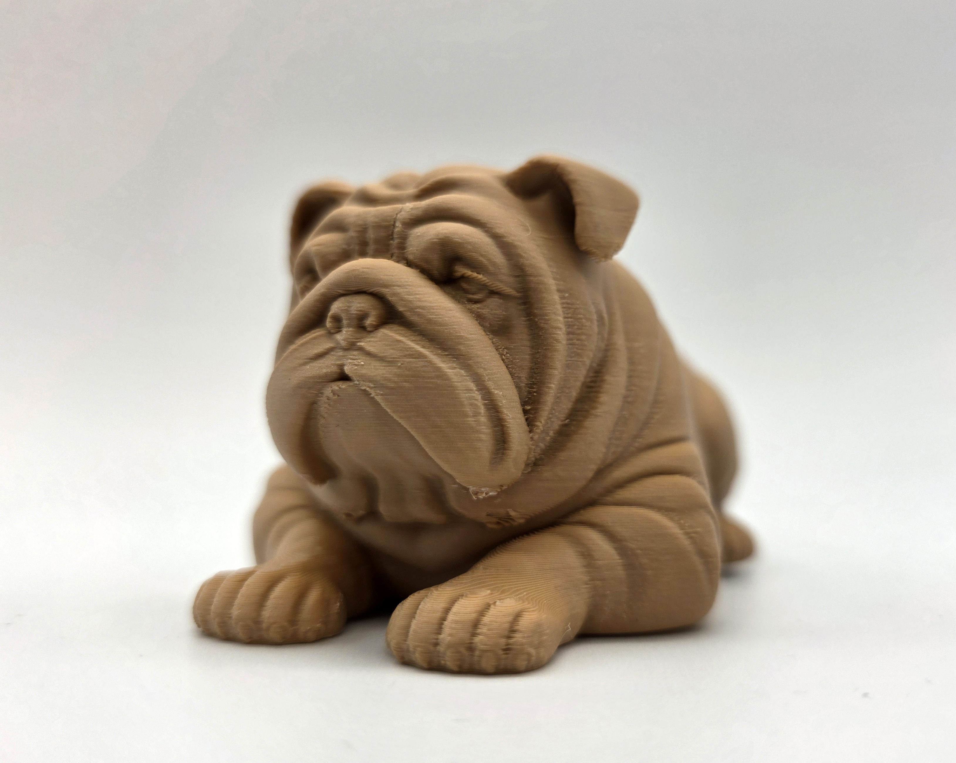 Resting English Bulldog