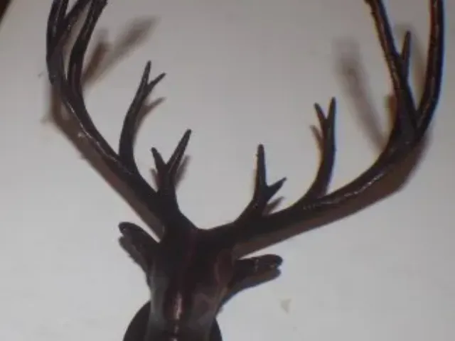 Deer Trophy Head