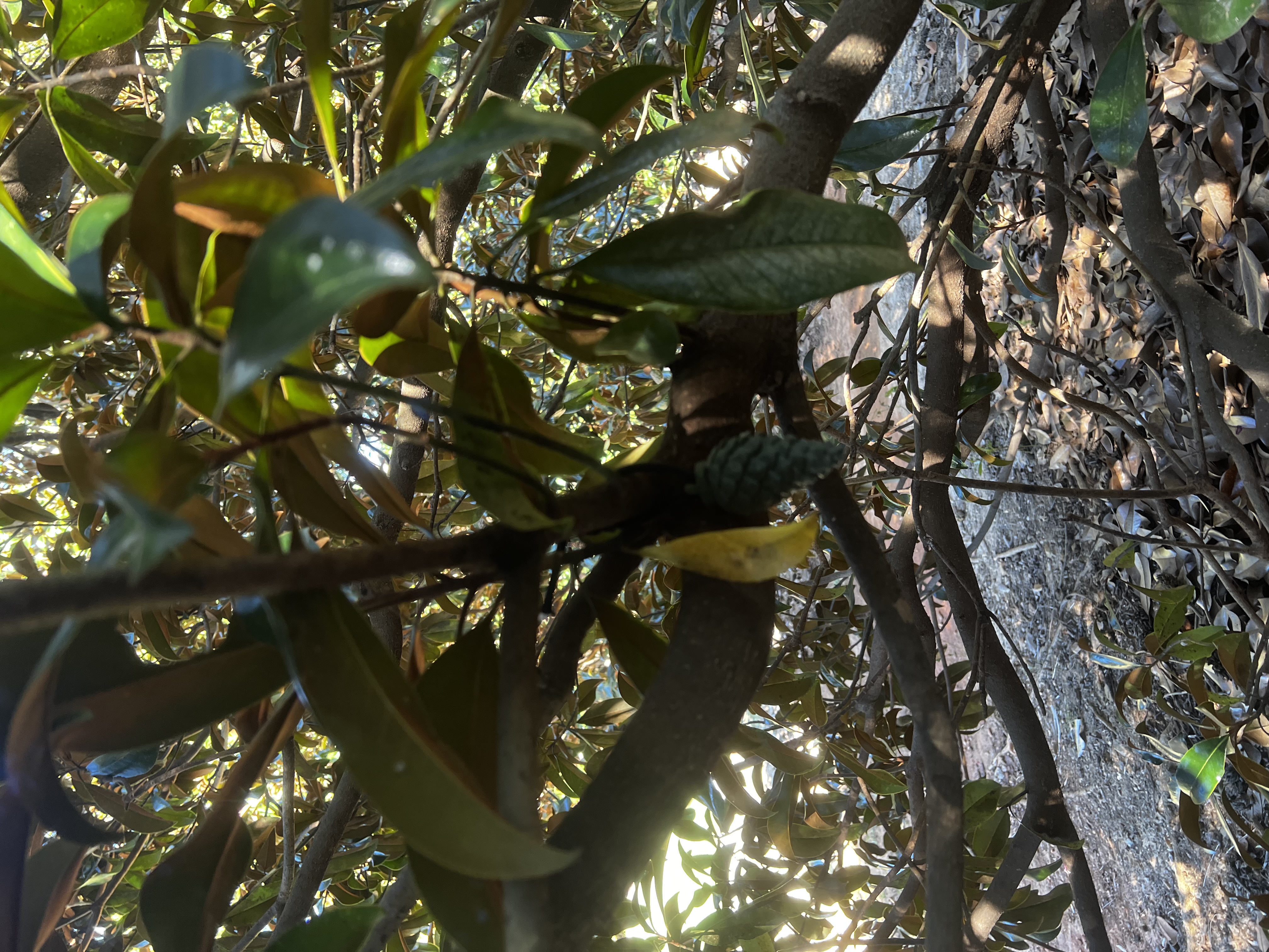 Geocache Pinecone — miniatura 2