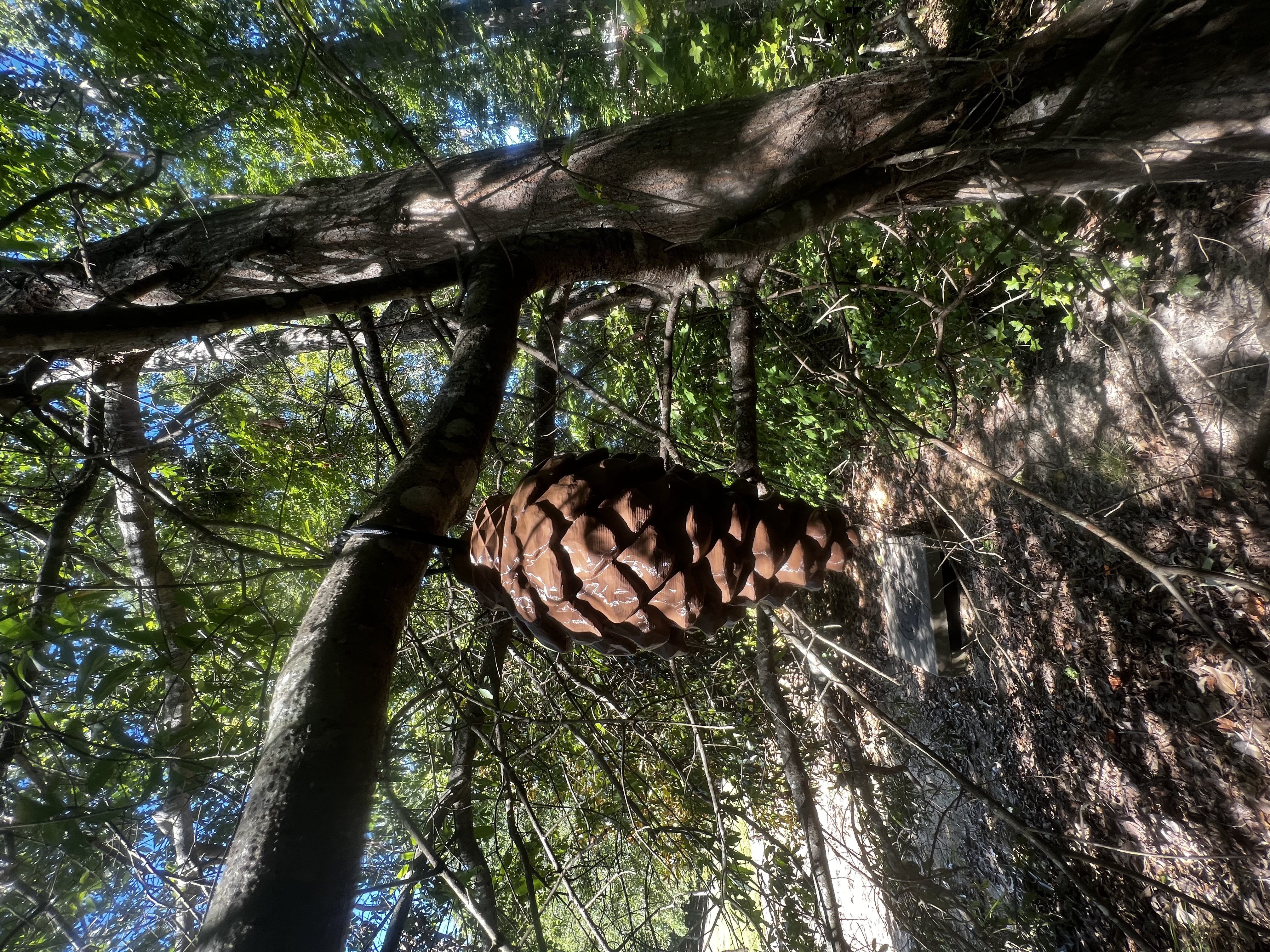 Geocache Pinecone — miniatura 3