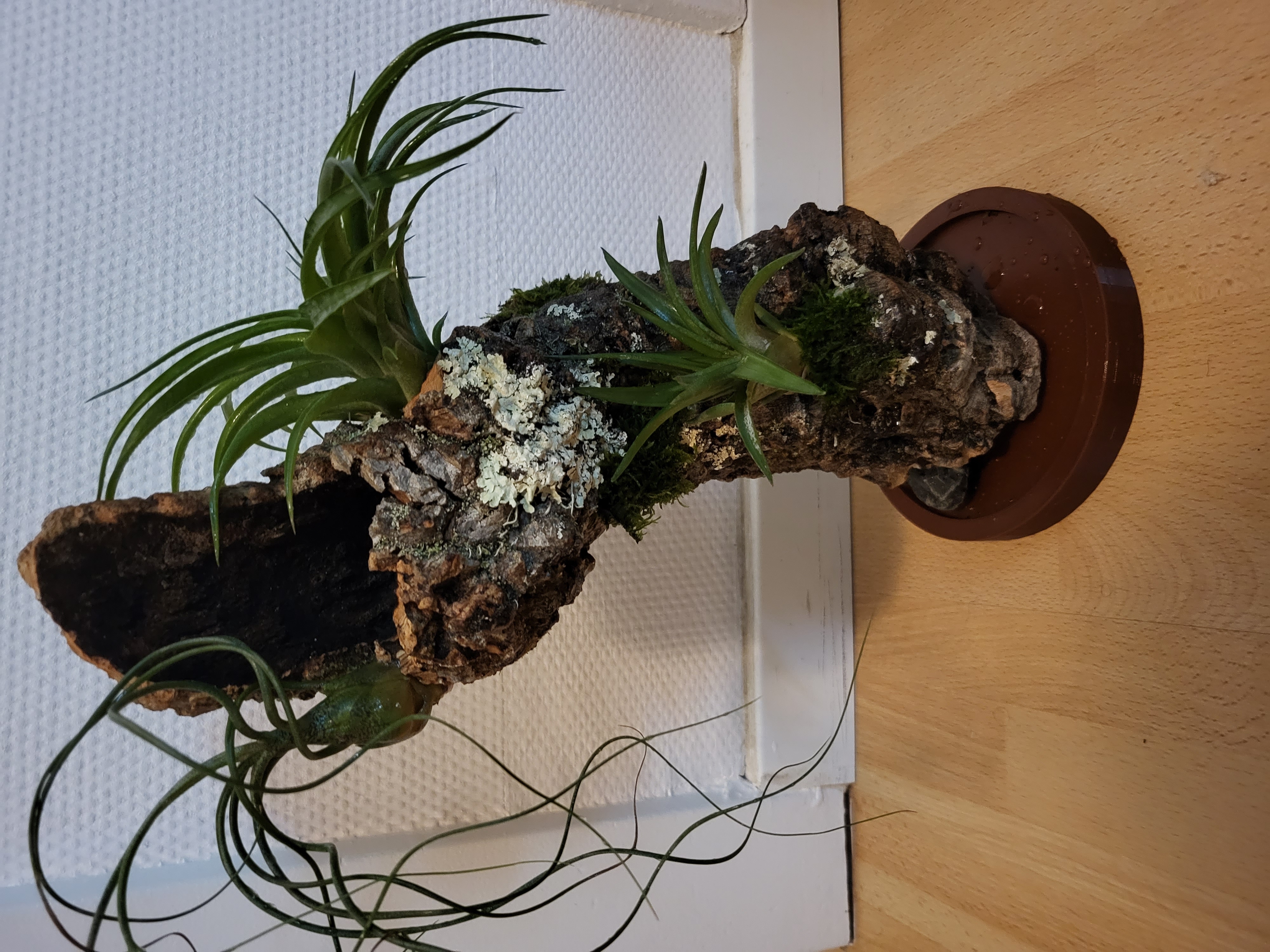 Base Mount for Cork bark - Airplants