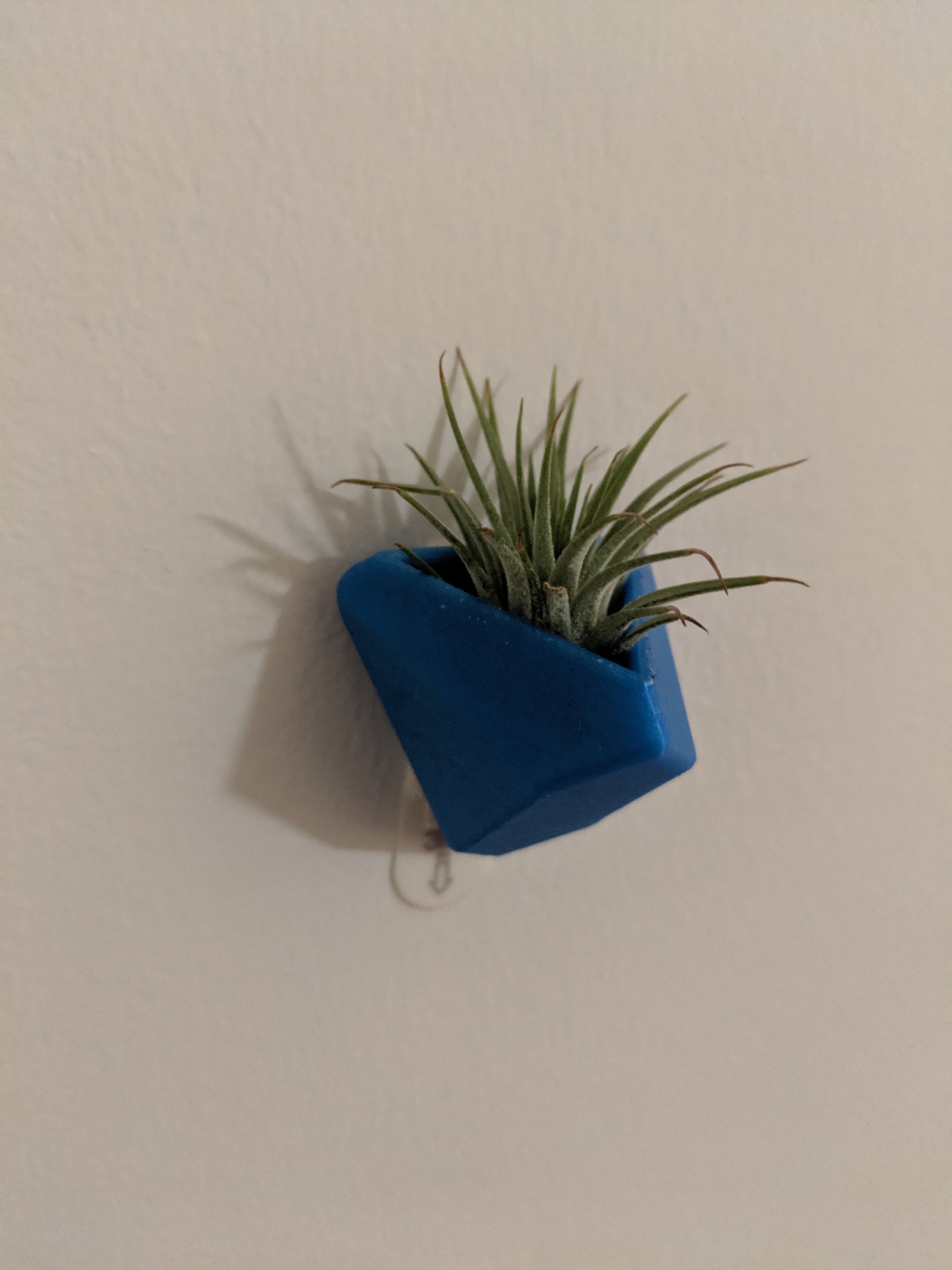 Airplant and Succulent Wall Planter