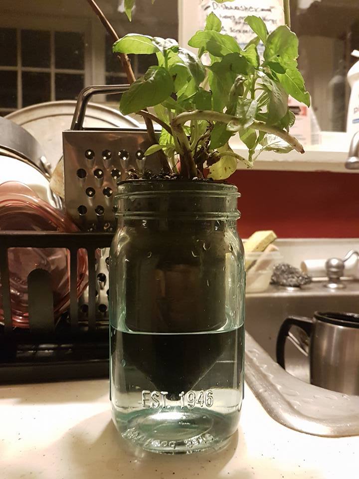 Mason Jar Plant Potter Self Watering Planter DONT USE FLAWED CONCEPT By Forrest Download