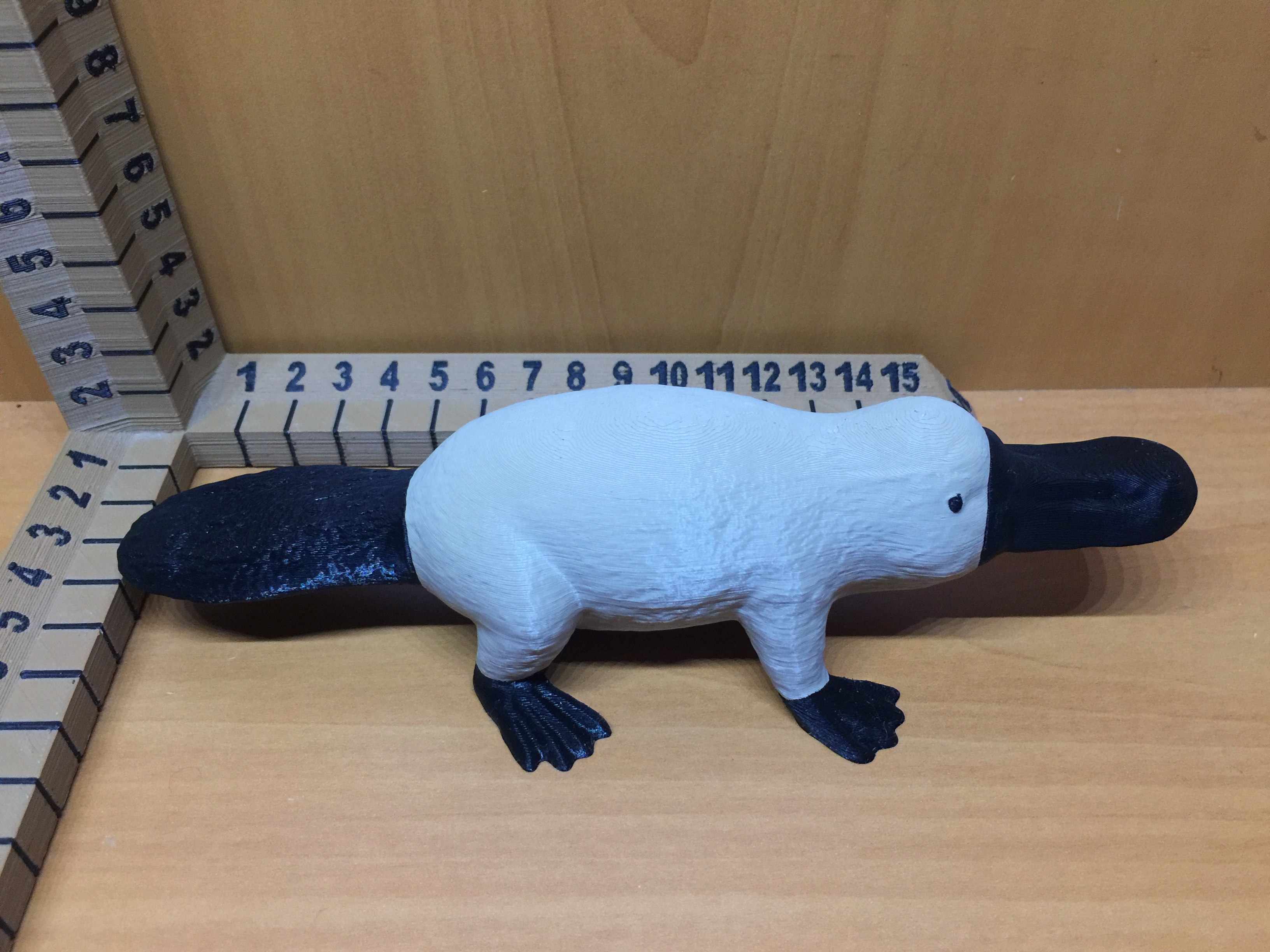 Miniatura 5 do modelo 3D Platypus