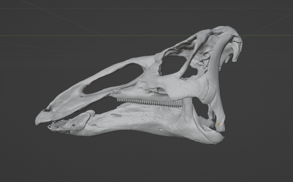 Replica Edmontosaurus Skull