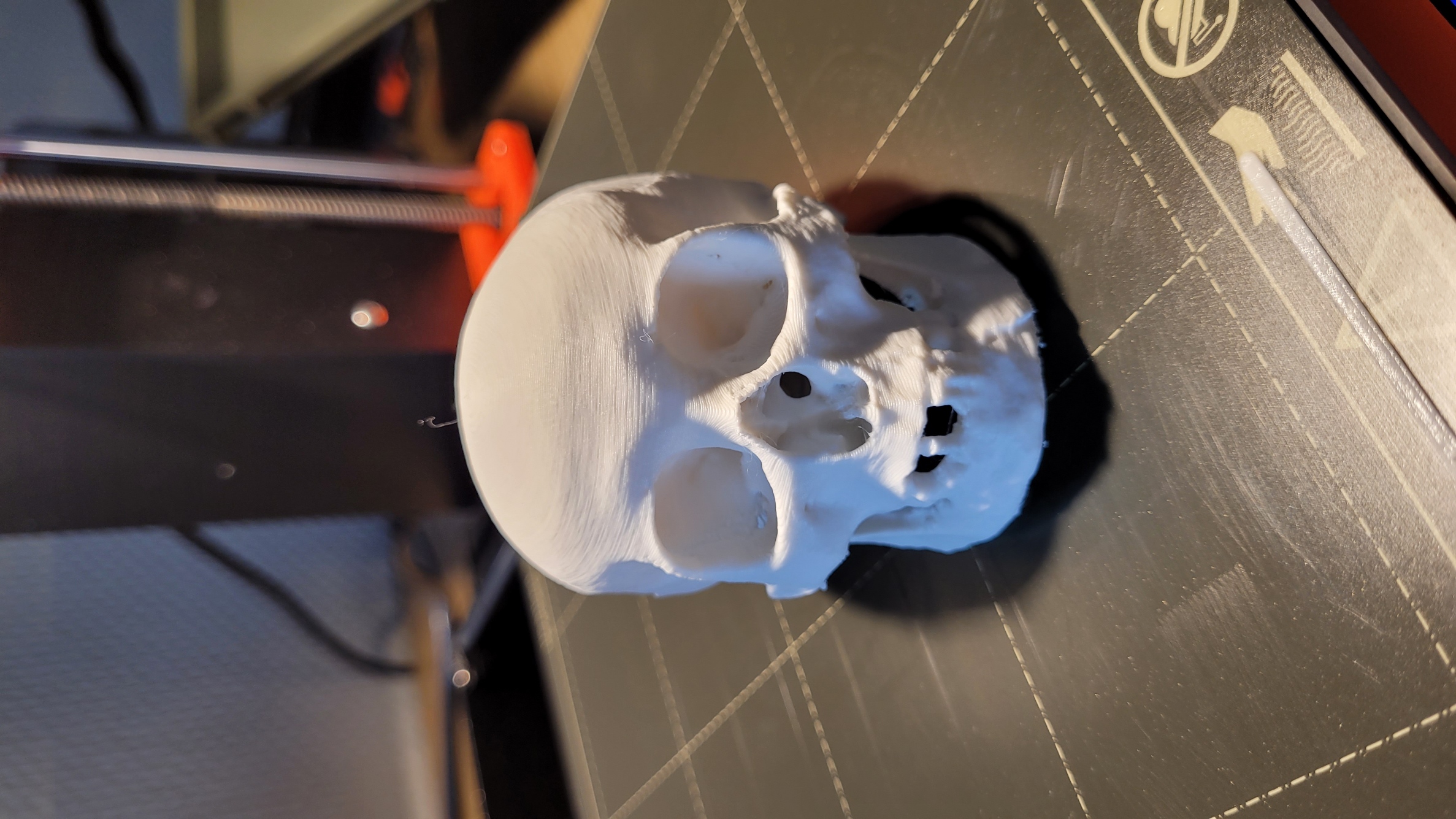 Real Skull and Funny Skull (3D scanning)