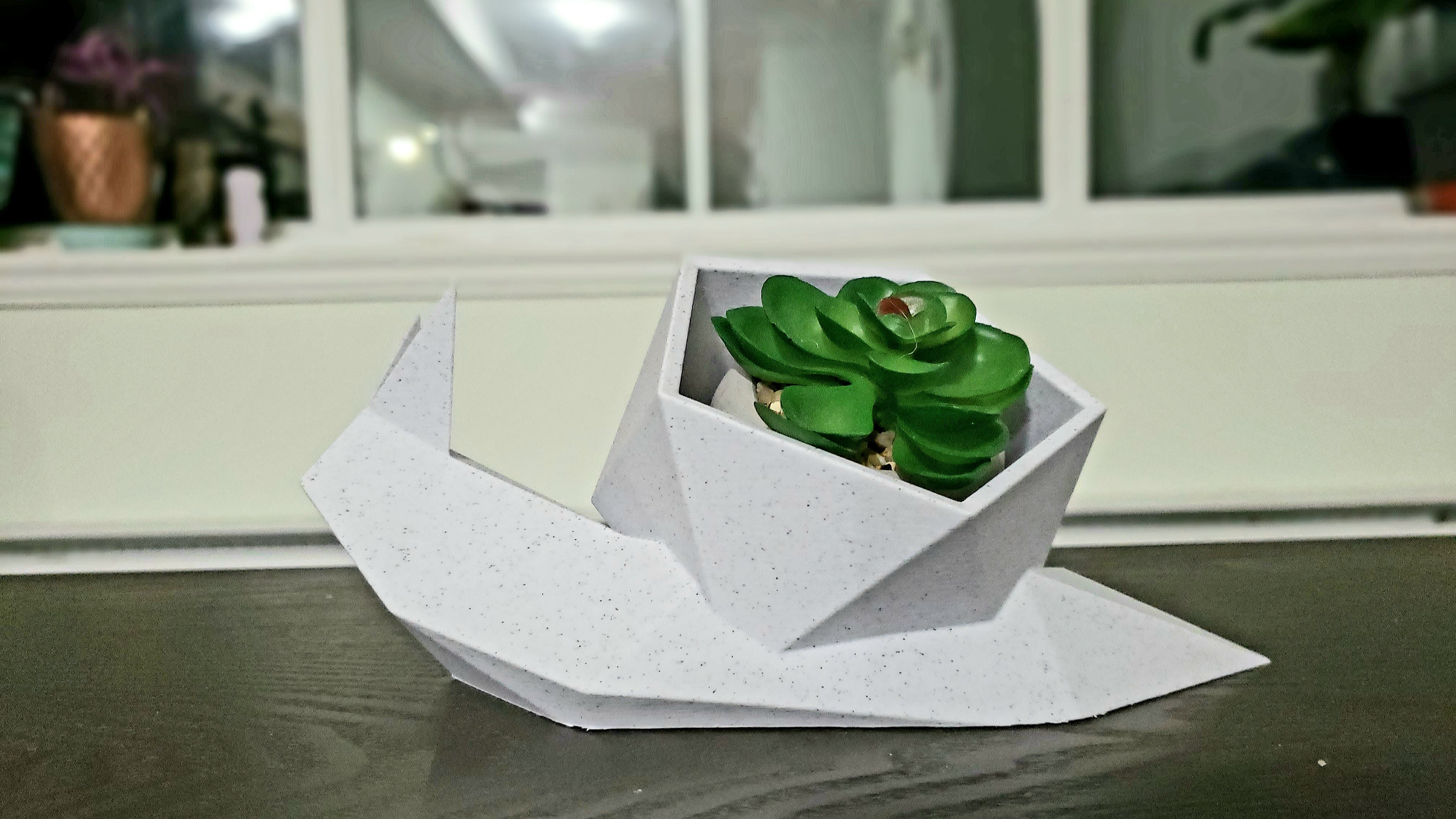 succulent plant pot