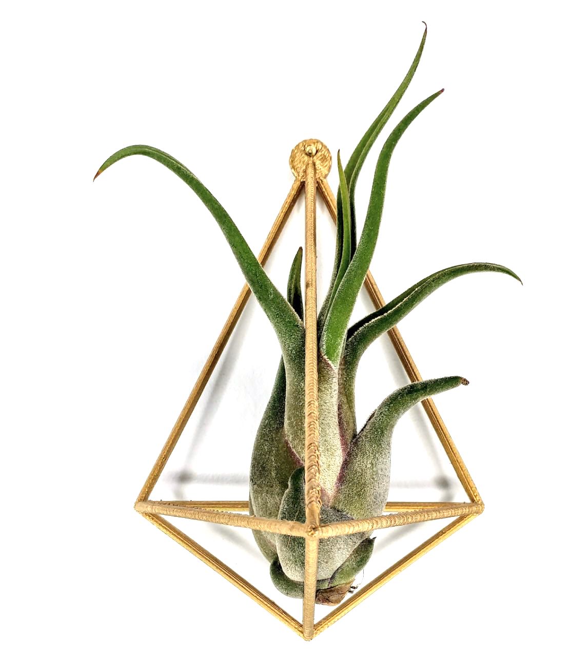 Air Plant wall mount - plant hanger
