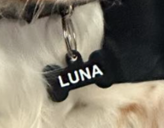 dog- ag name tag double sided fully editable