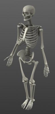 Skeleton with rig