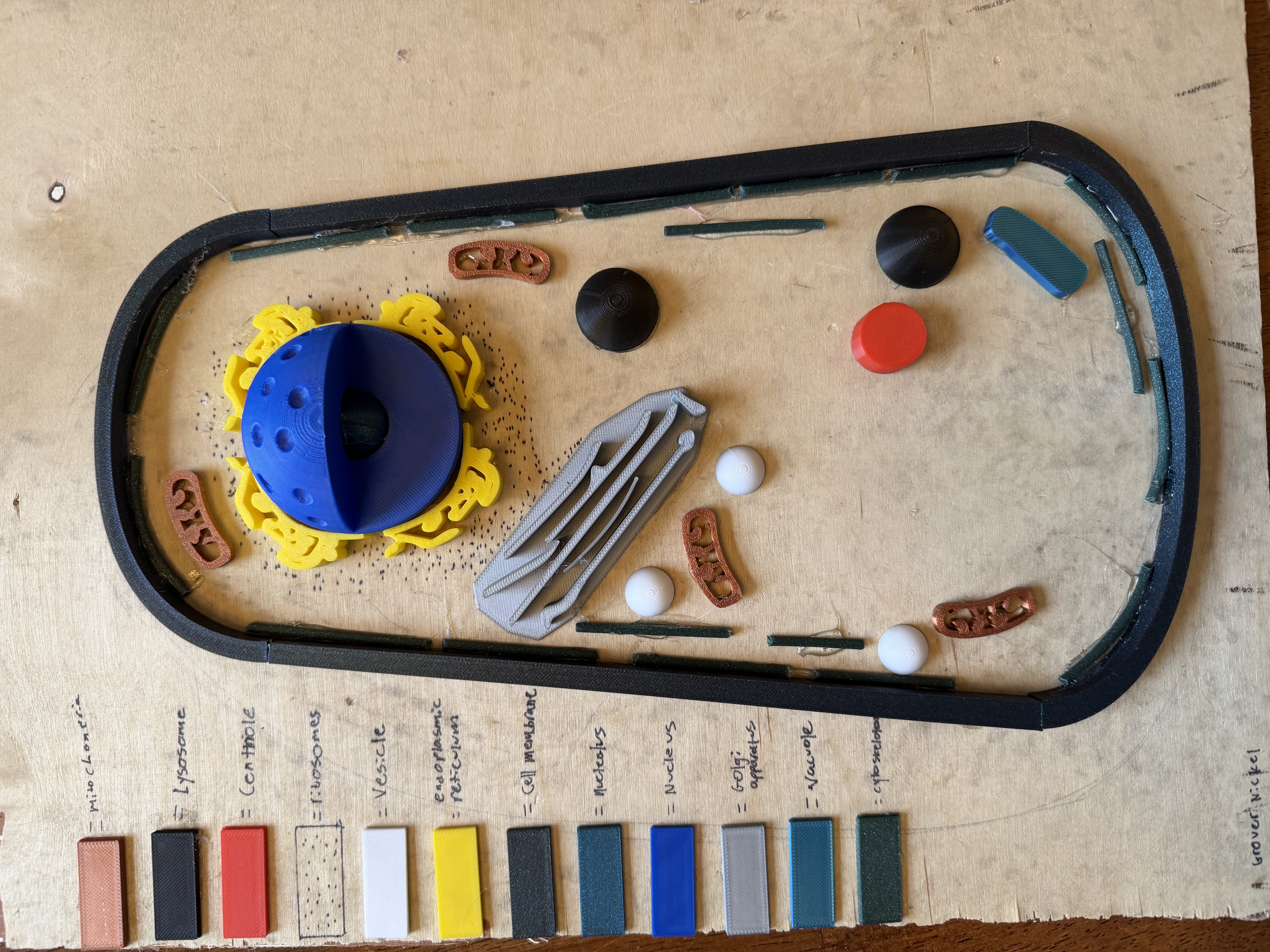 Animal Cell Model