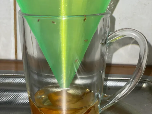 Truncated cone for fruitfly - fruitfly trap