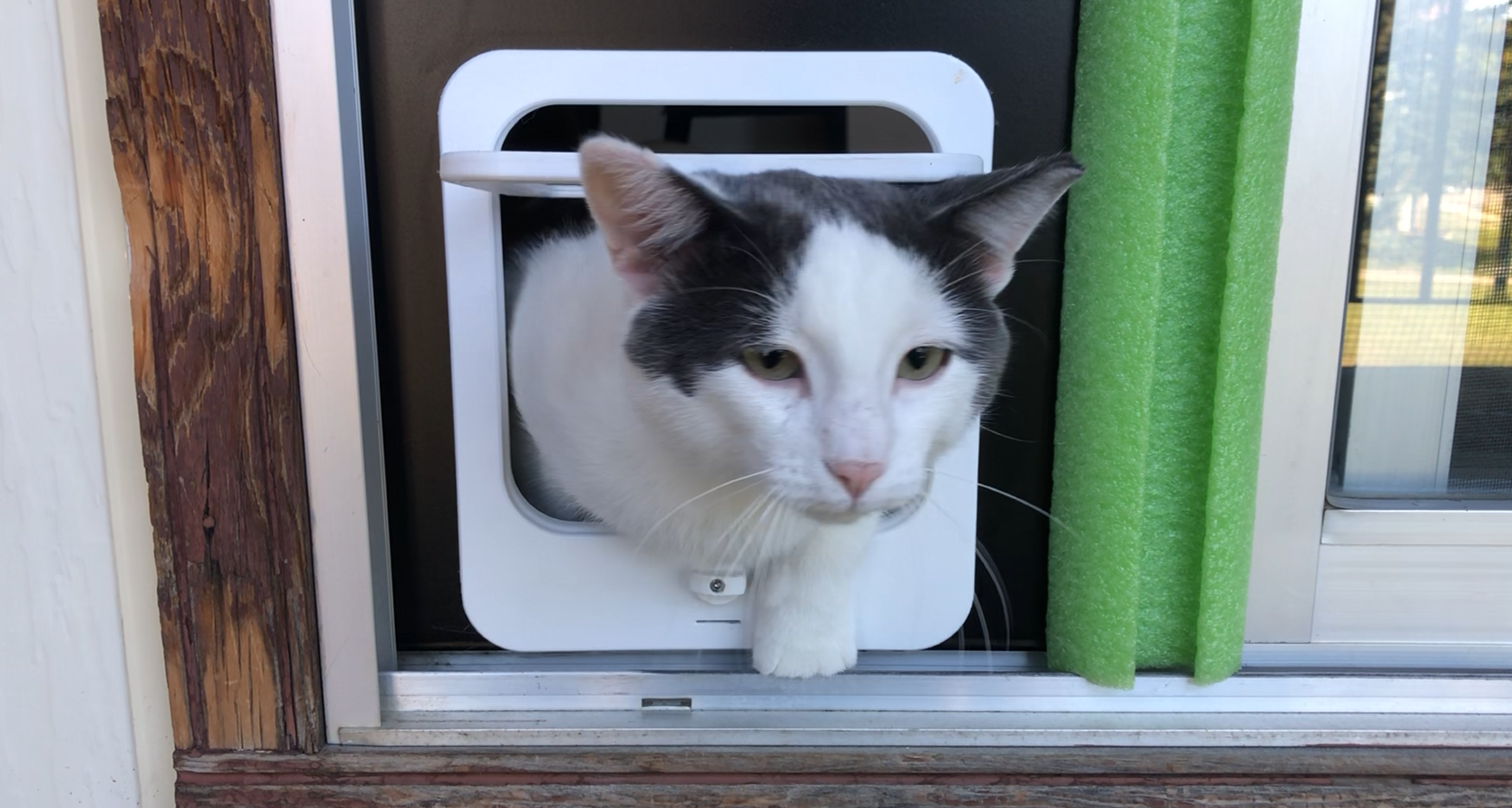 Pet Door with 4Way Latch & Door Return V1 by jabbanman