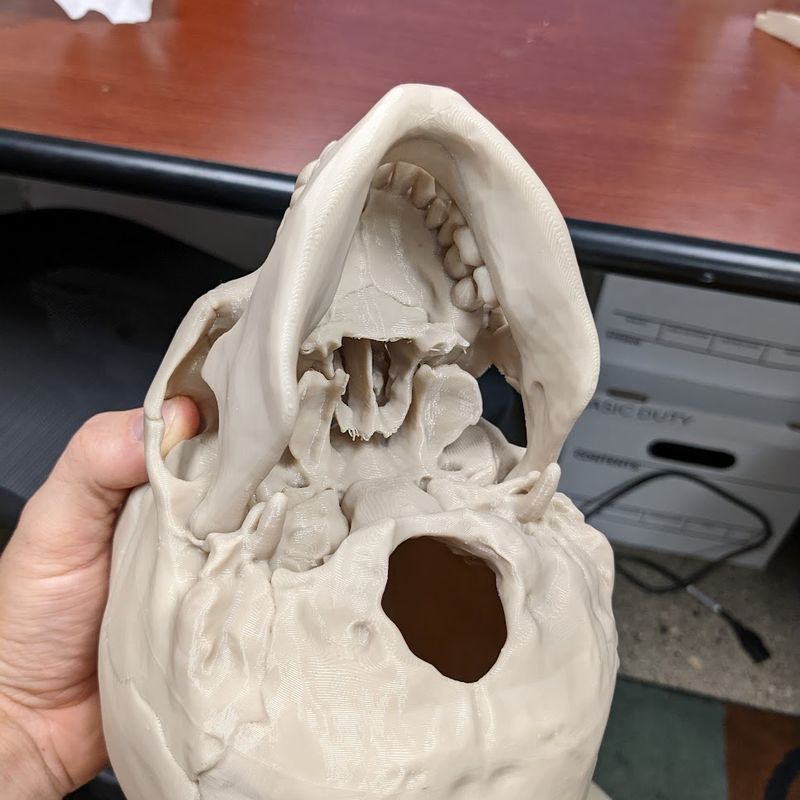 Human skull, anatomically correct - Re-Cut + snap-on jaw by Gage ...