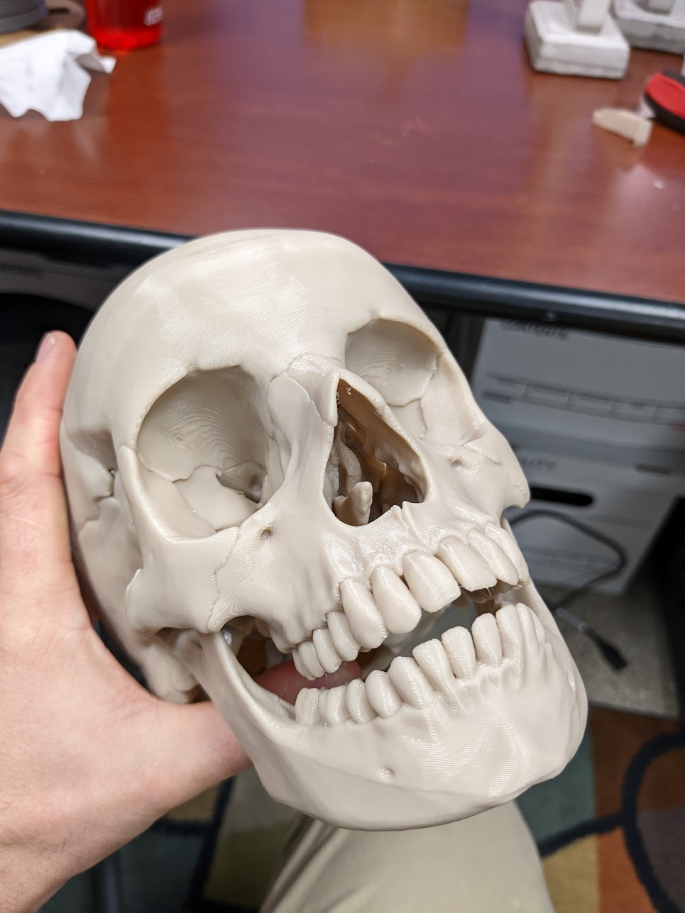 Miniatura 2 do modelo 3D Human skull, anatomically correct - Re-Cut