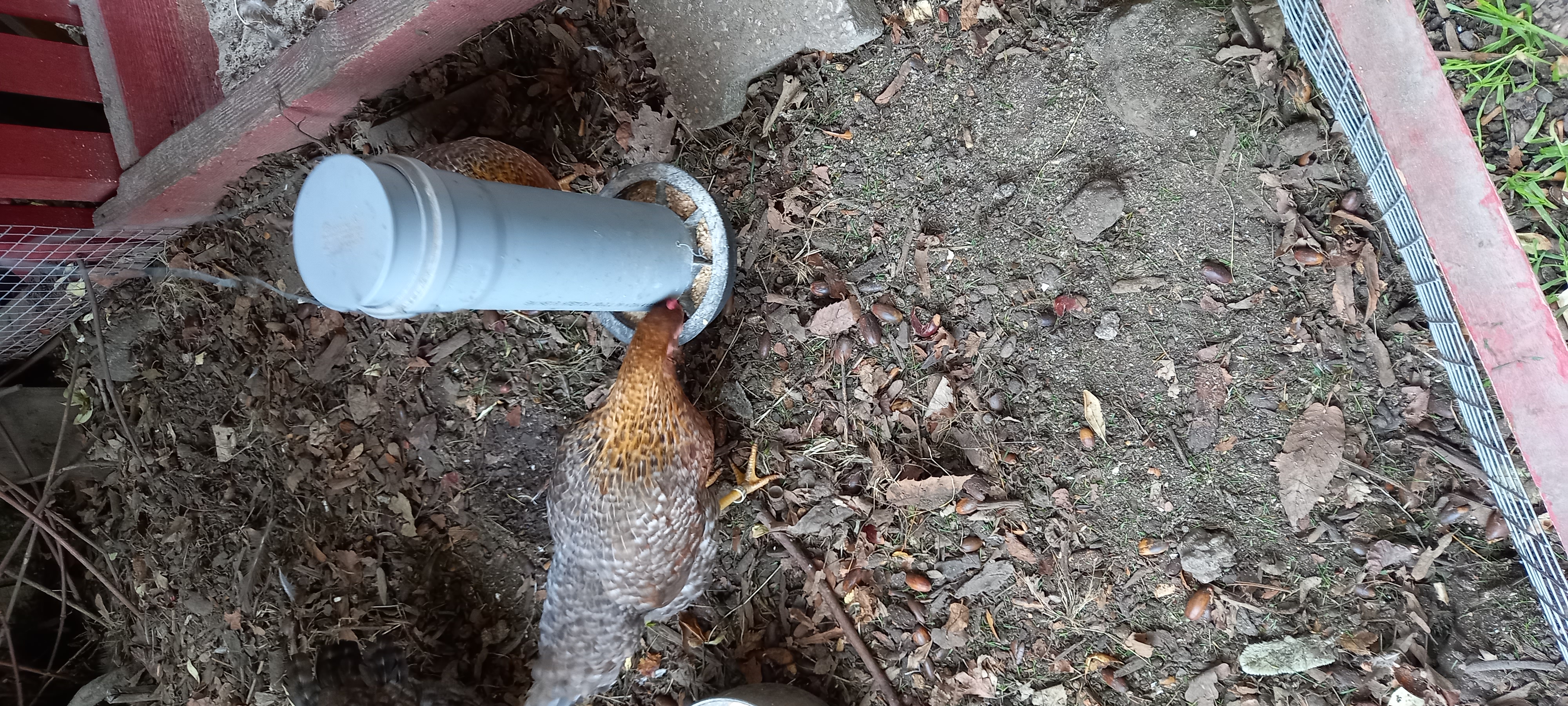 Chicken feeder