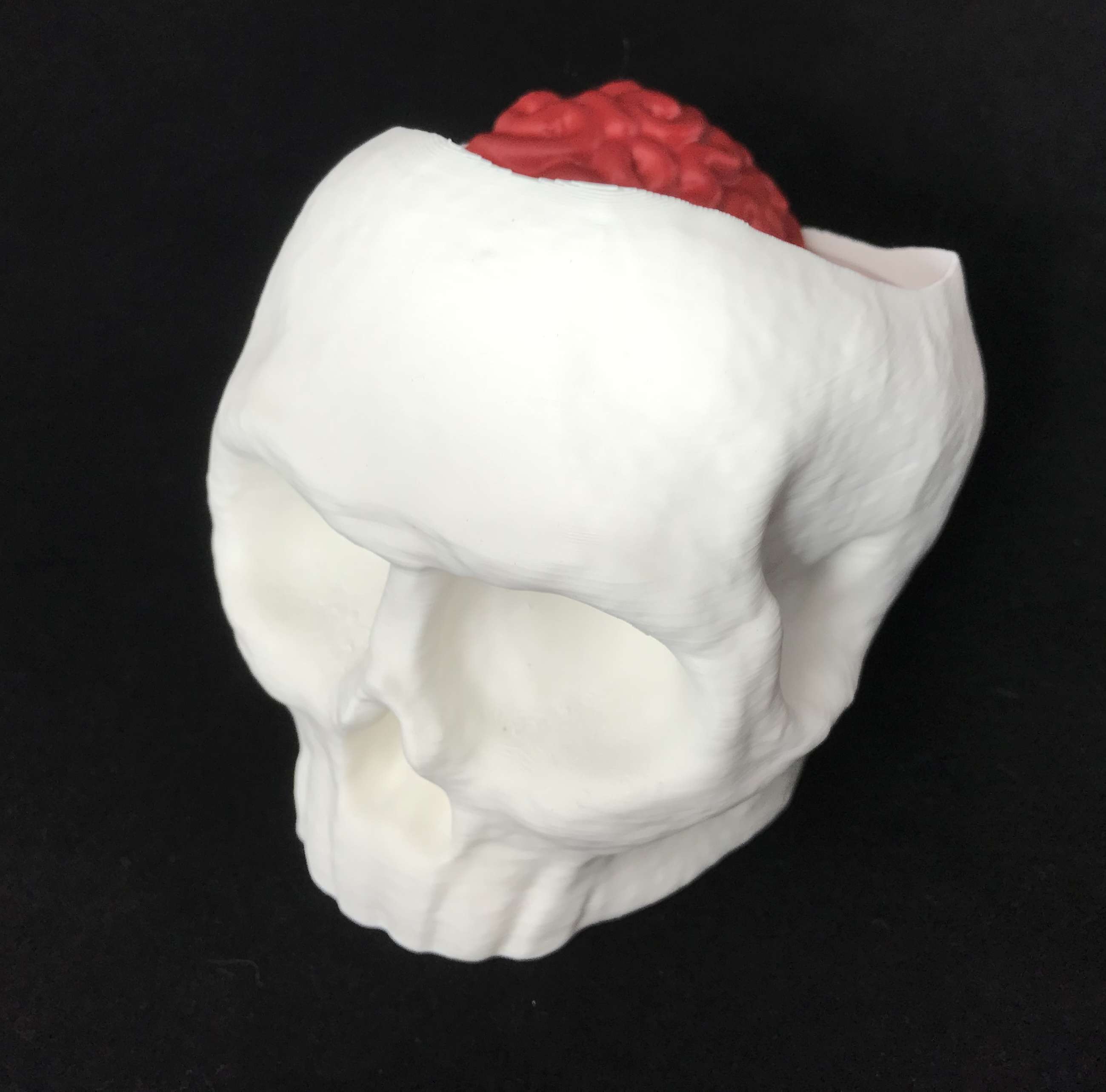 Skull with Brain - Candy Hiding Place with more space fixed