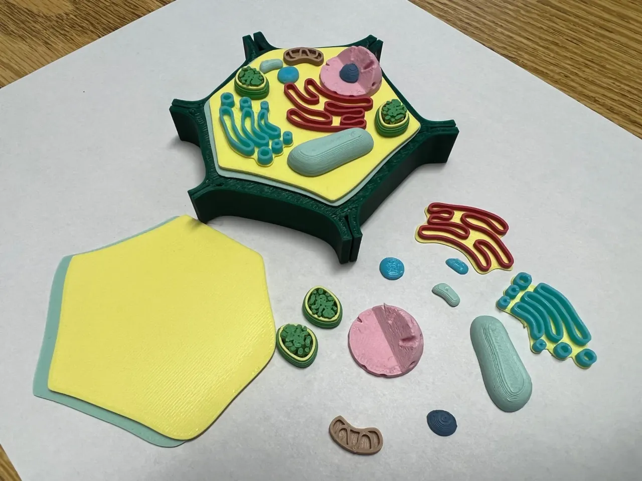 Small Plant Cell Model for Biology by breeden | Download free STL model |  