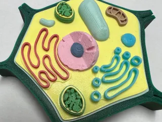 Small Plant Cell Model for Biology by breeden | Download free STL model |  