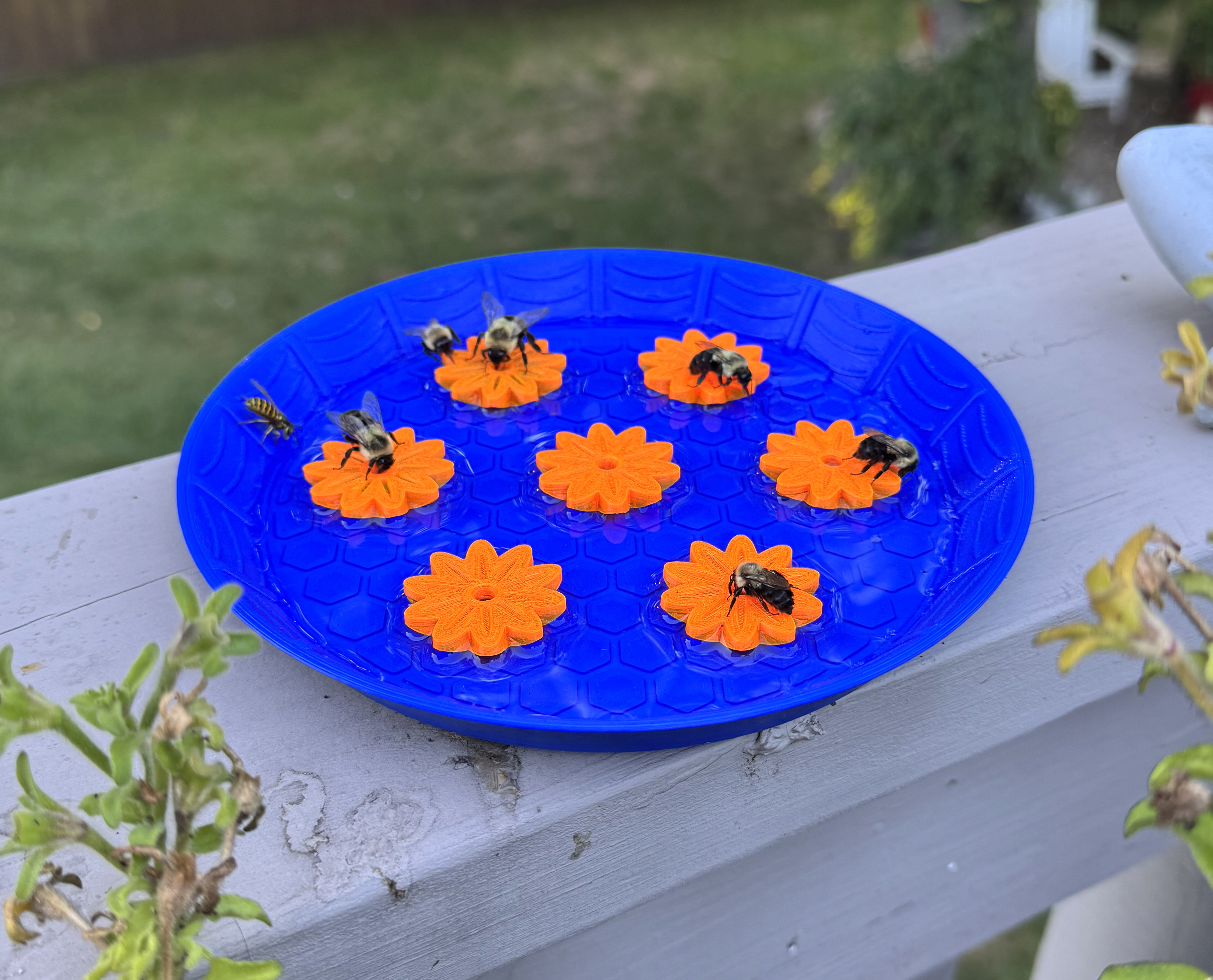 Bumblebee Kiddie Pool - Bumblebee Feeder