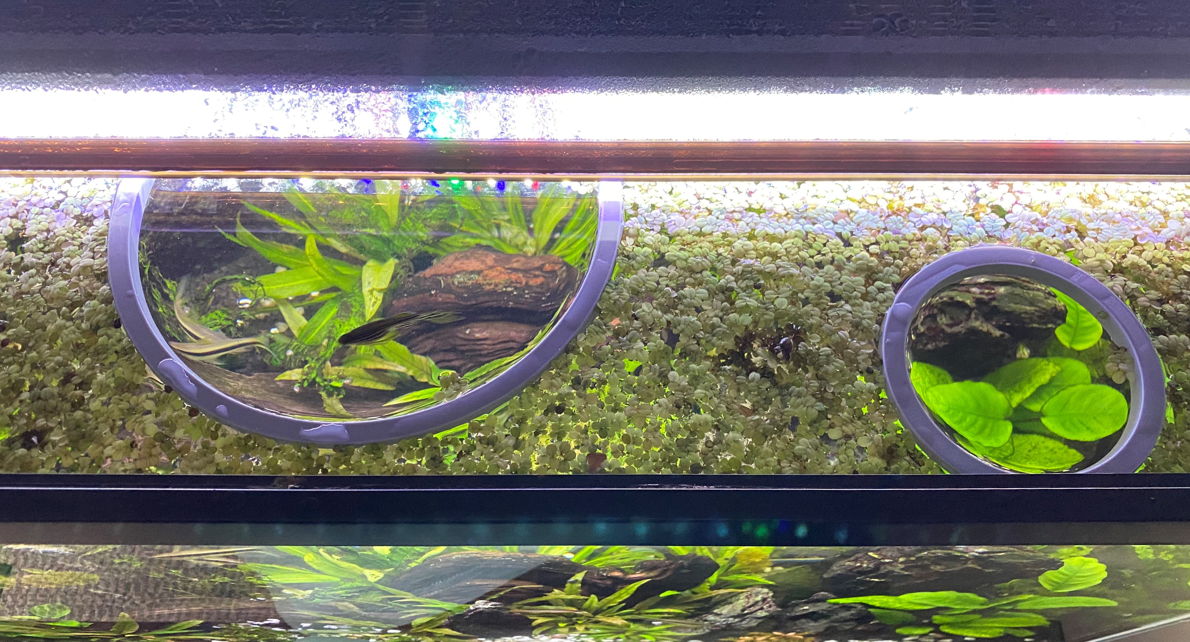 Floating Aquarium Ring