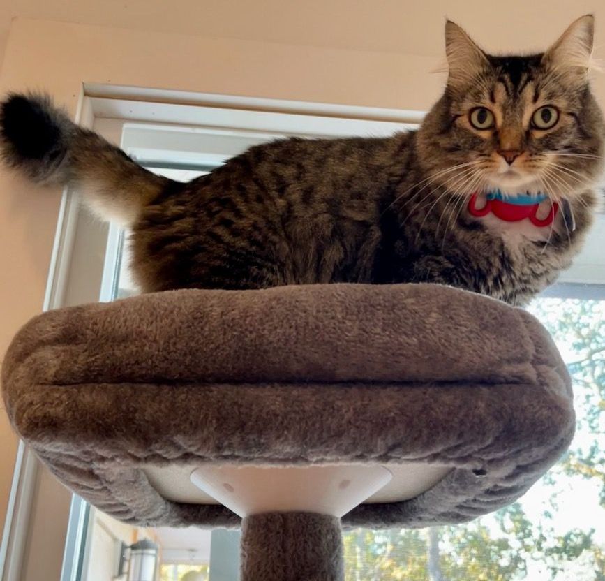 Cat Tree Perch Support