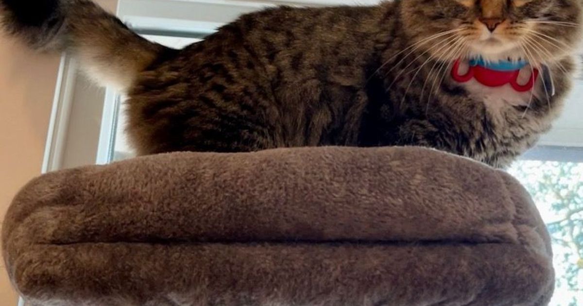 Cat Tree Perch Support by Scatterthought Download free STL model