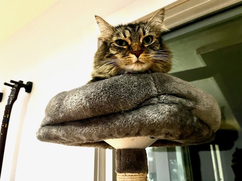 Cat Tree Perch Support by Scatterthought Download free STL model