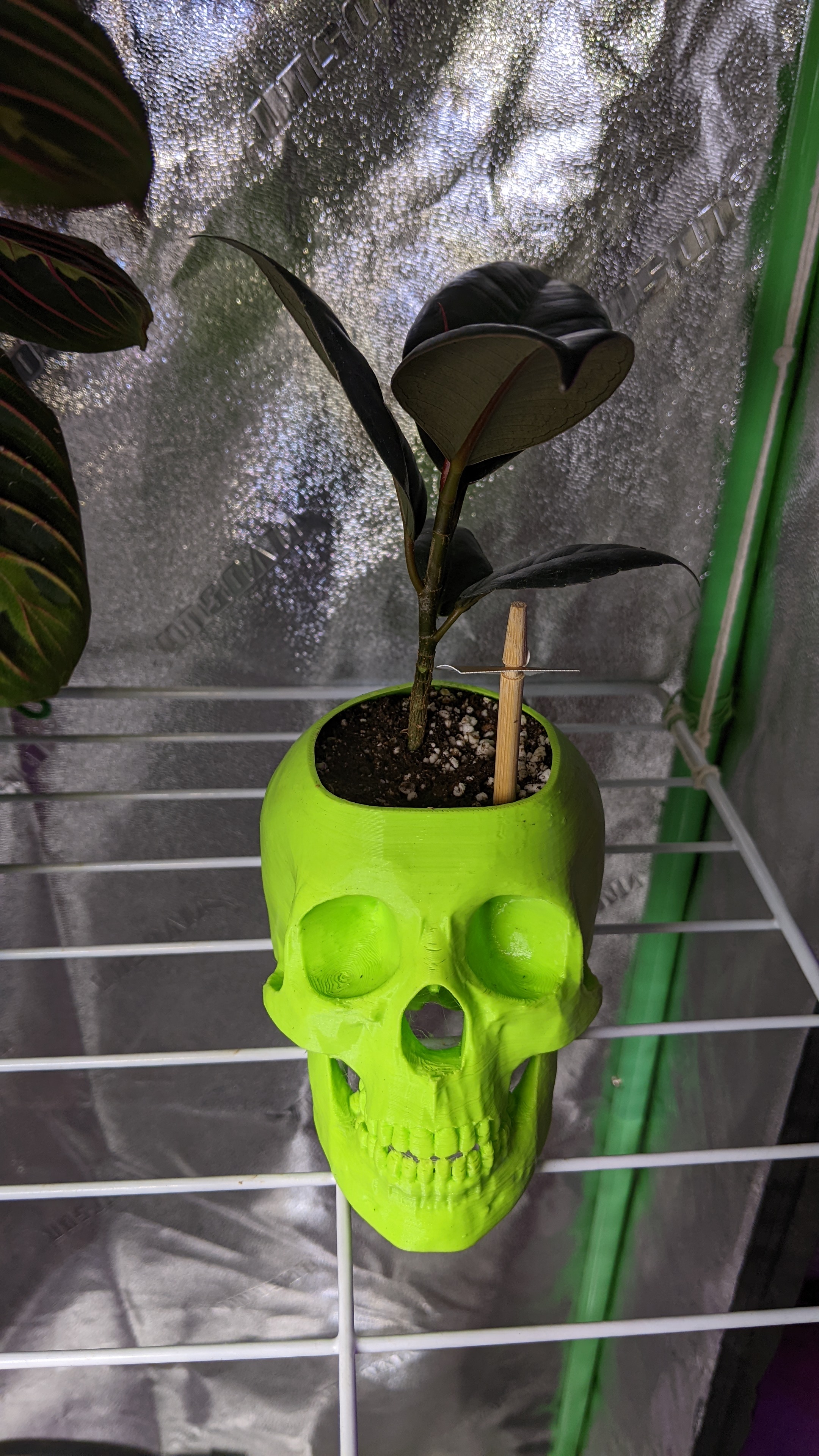 Miniatura 3 do modelo 3D Skull Planter