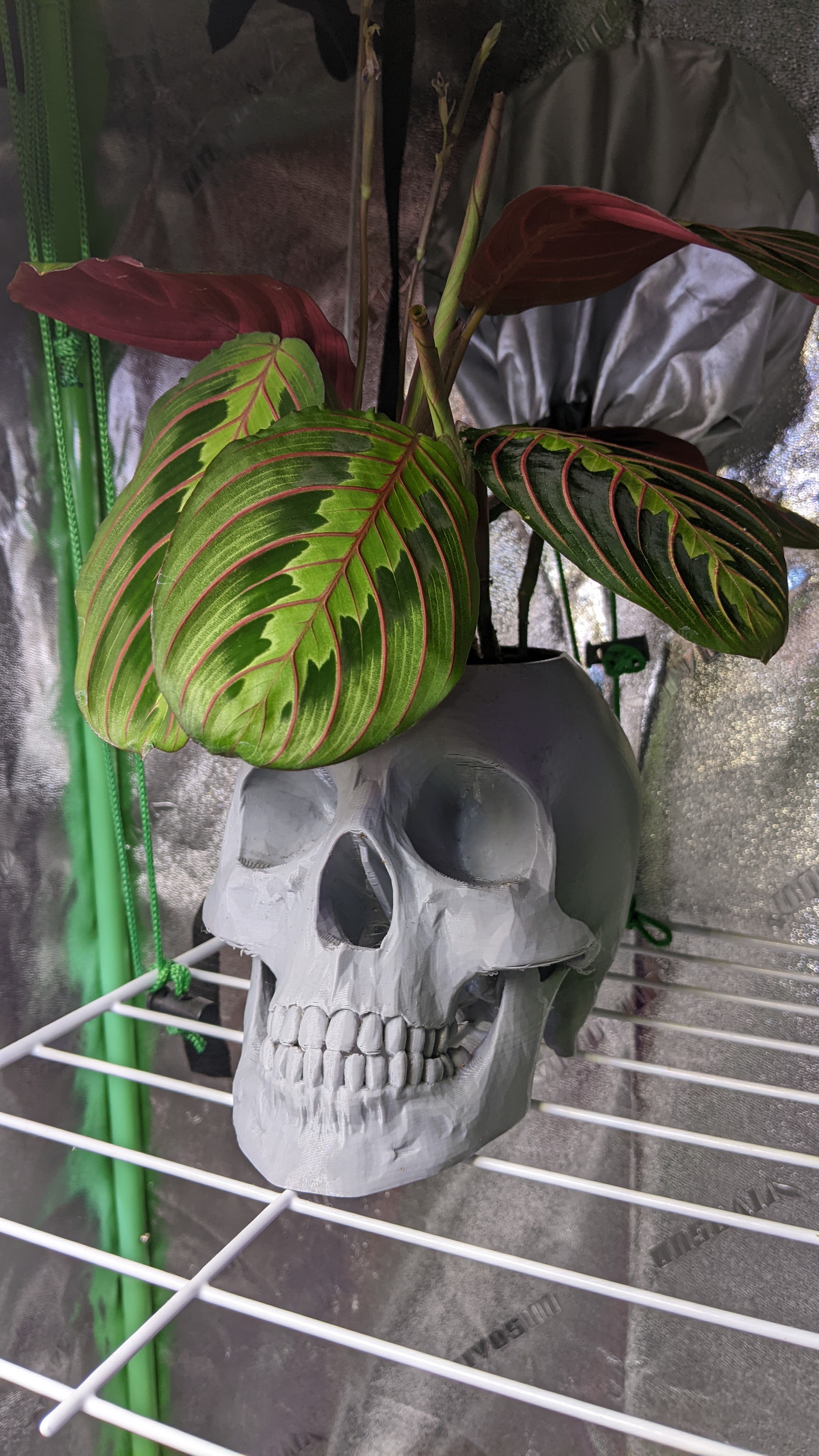Miniatura 4 do modelo 3D Skull Planter