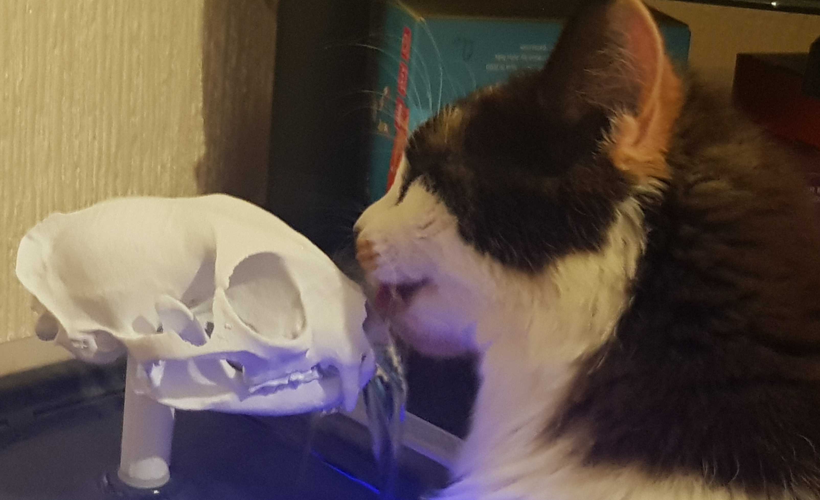 Cat Skull fountain by ___Sam___ Download free STL model