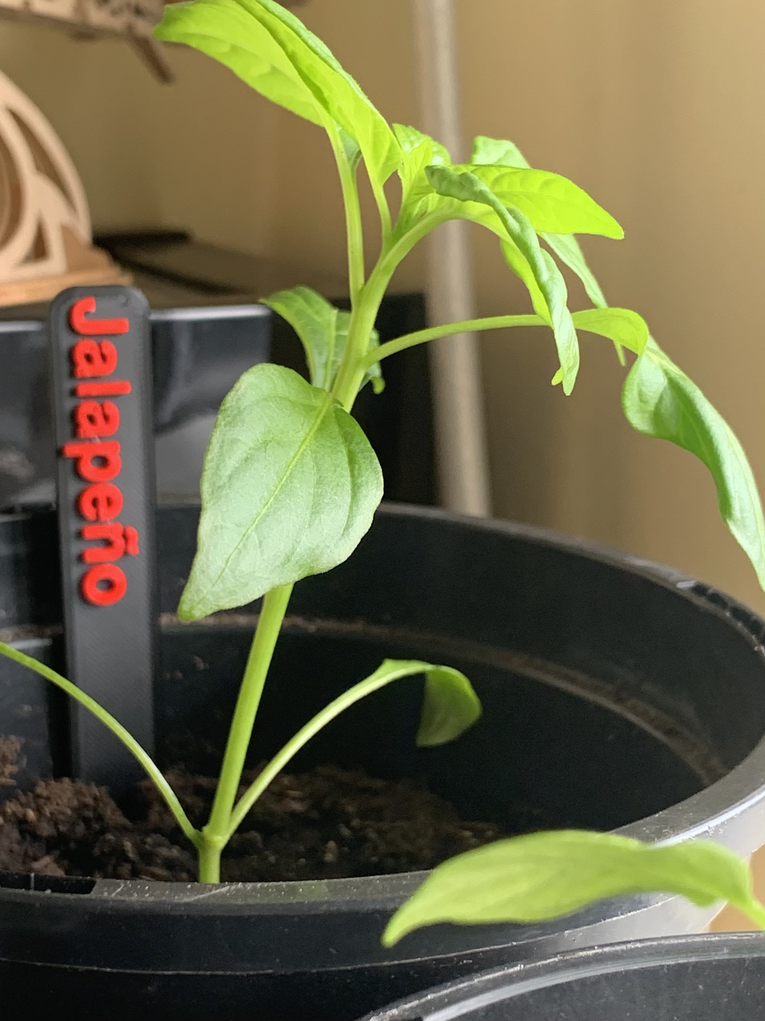 Miniatura 2 do modelo 3D 3D Planter Labels (Selection) - Chilli, Herb, Vegetable,